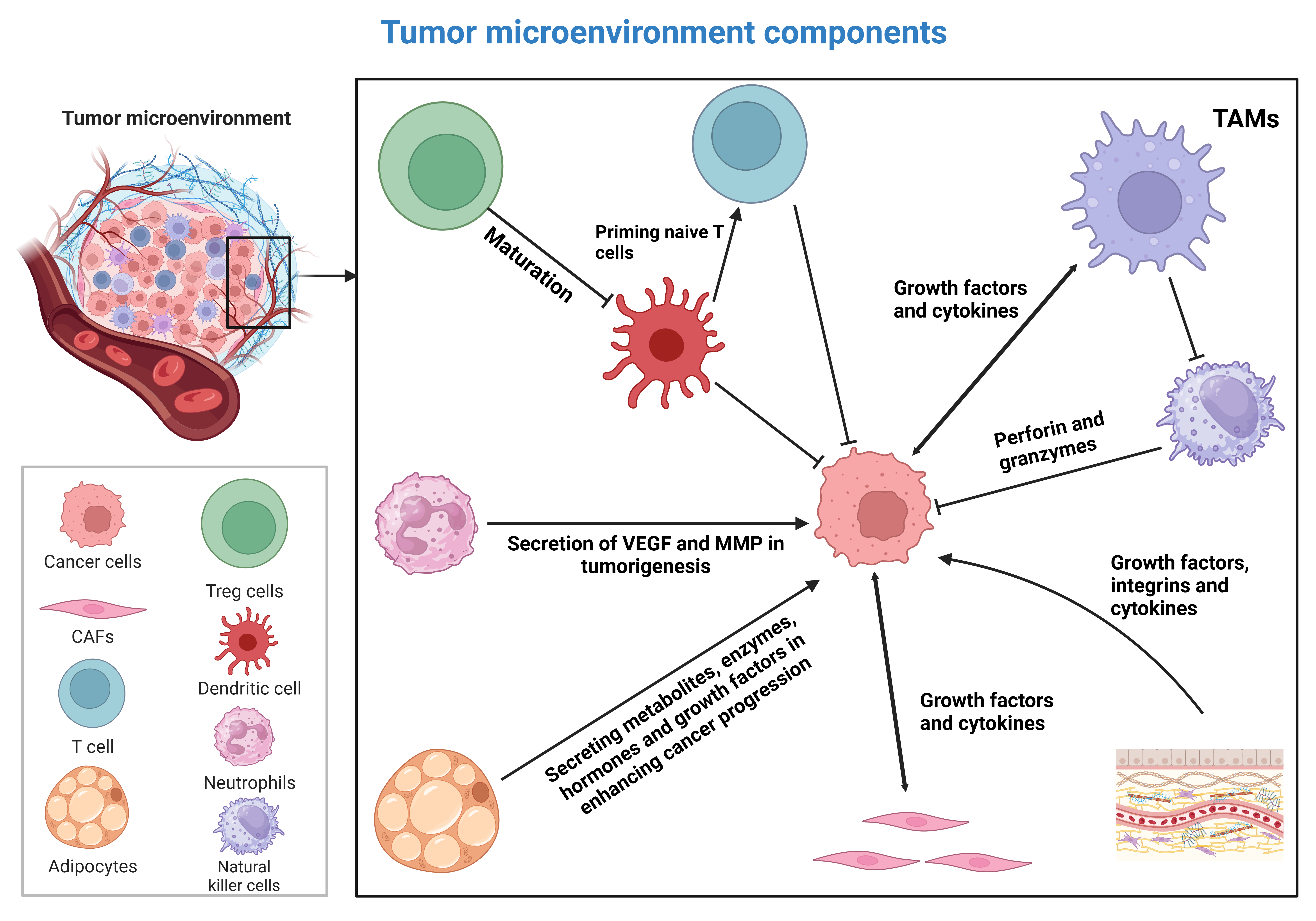 Diagram of tumor microenvironment components and their interactions in cancer