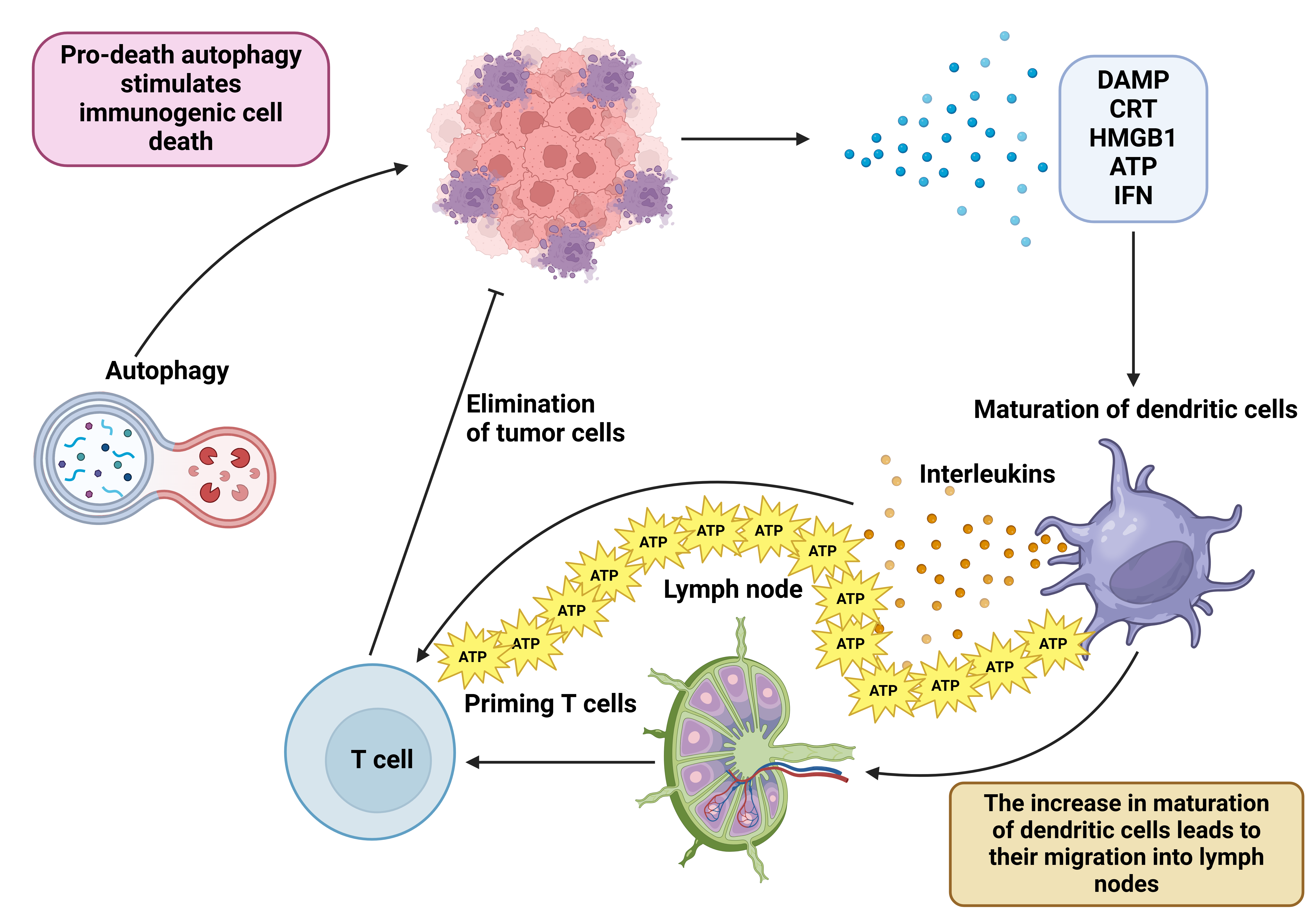 Diagram of autophagy-induced immunogenic cell death and subsequent antitumor immune activation