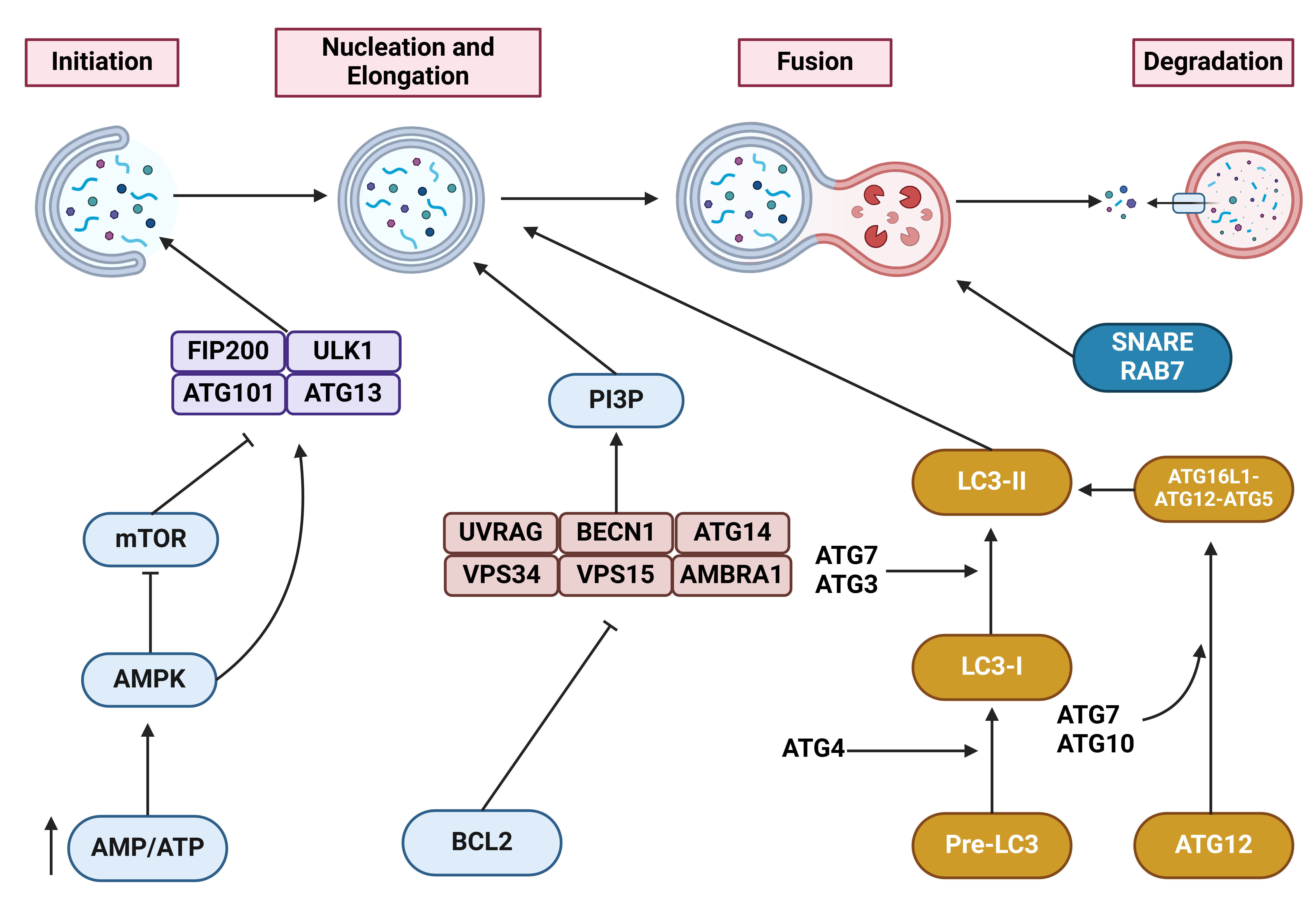 A detailed representation of the autophagy mechanism. 
