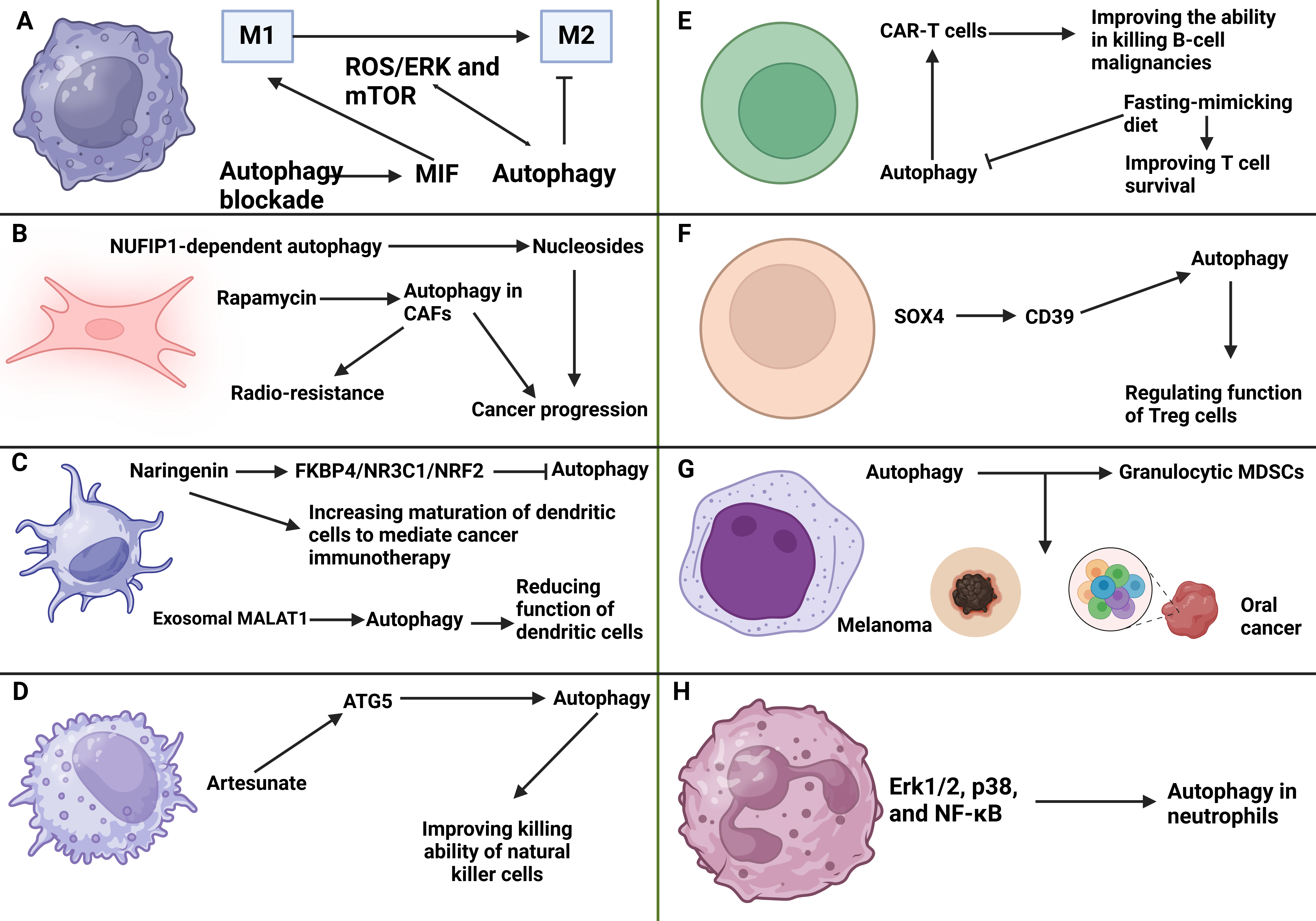 The interaction of autophagy and tumor microenvironment components.