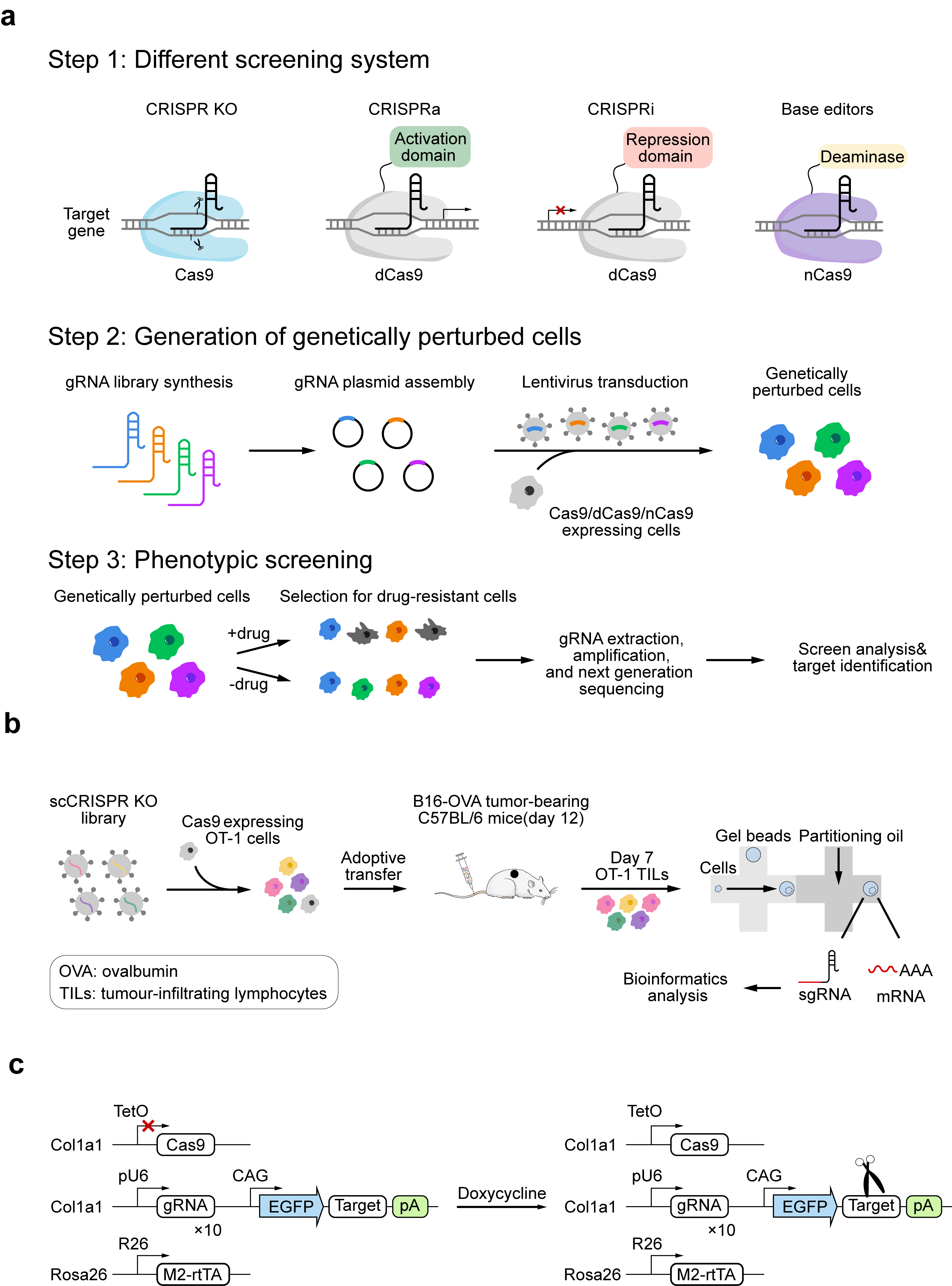 CRISPR-based functional screening strategies and single-cell applications