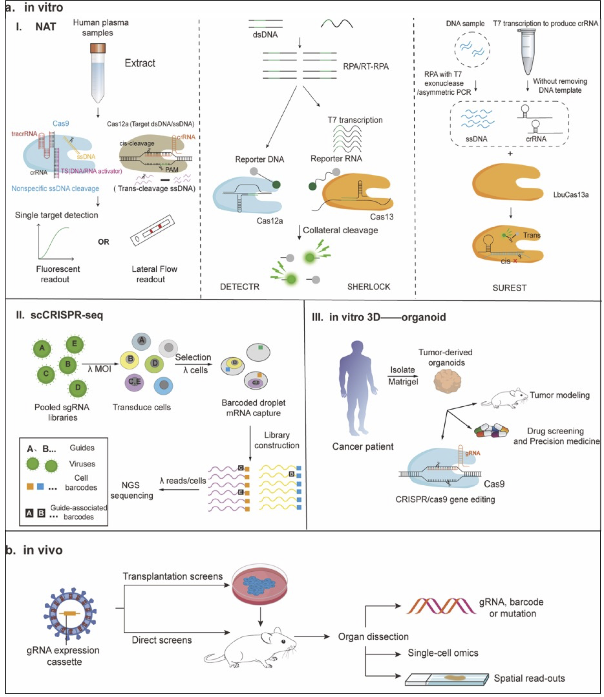 Multi-panel diagram of CRISPR-based molecular diagnostics and functional genomics platforms
