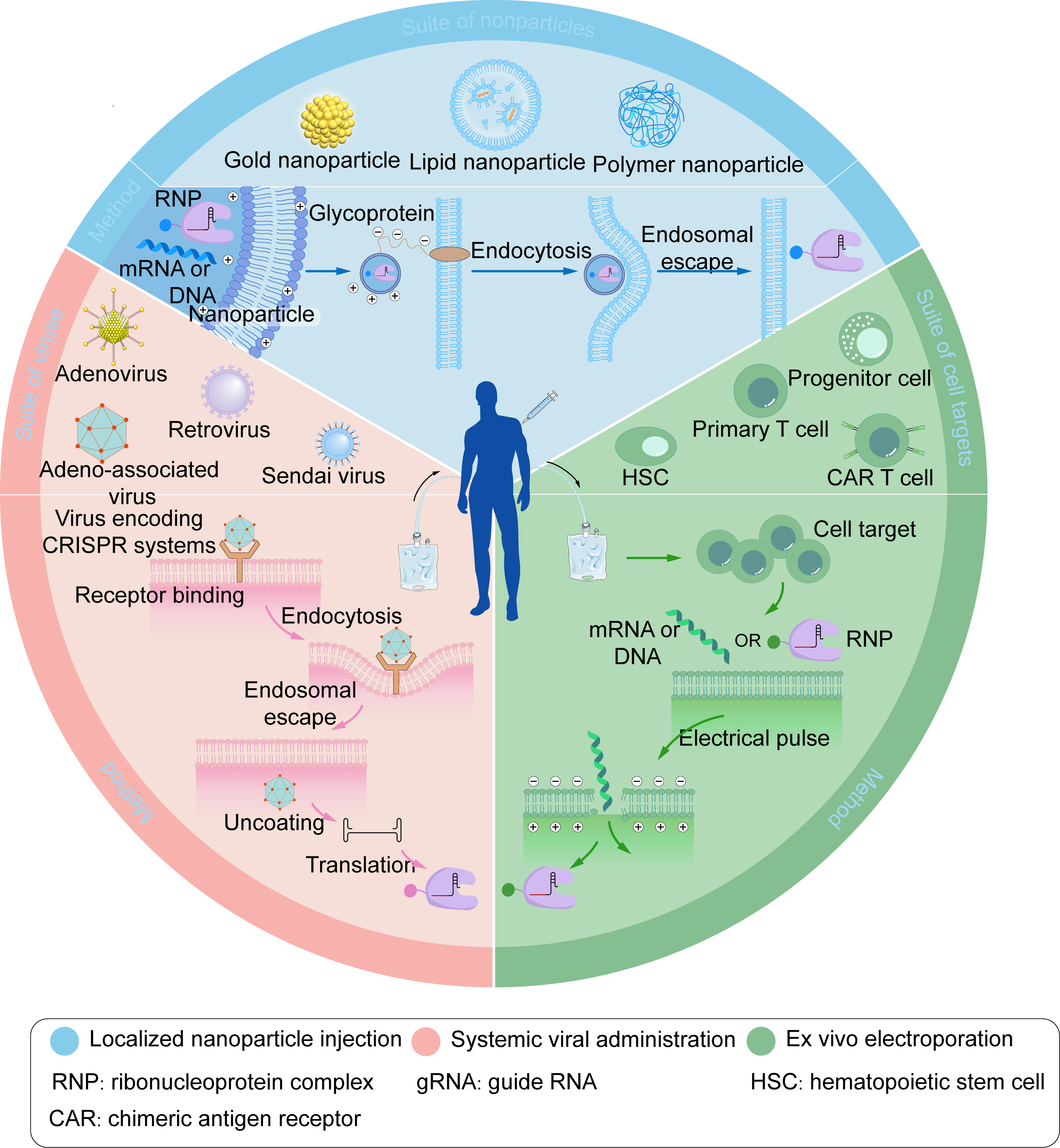 Three representative CRISPR delivery strategies include localized nanoparticle injection, systemic viral administration, and ex vivo electroporation. 