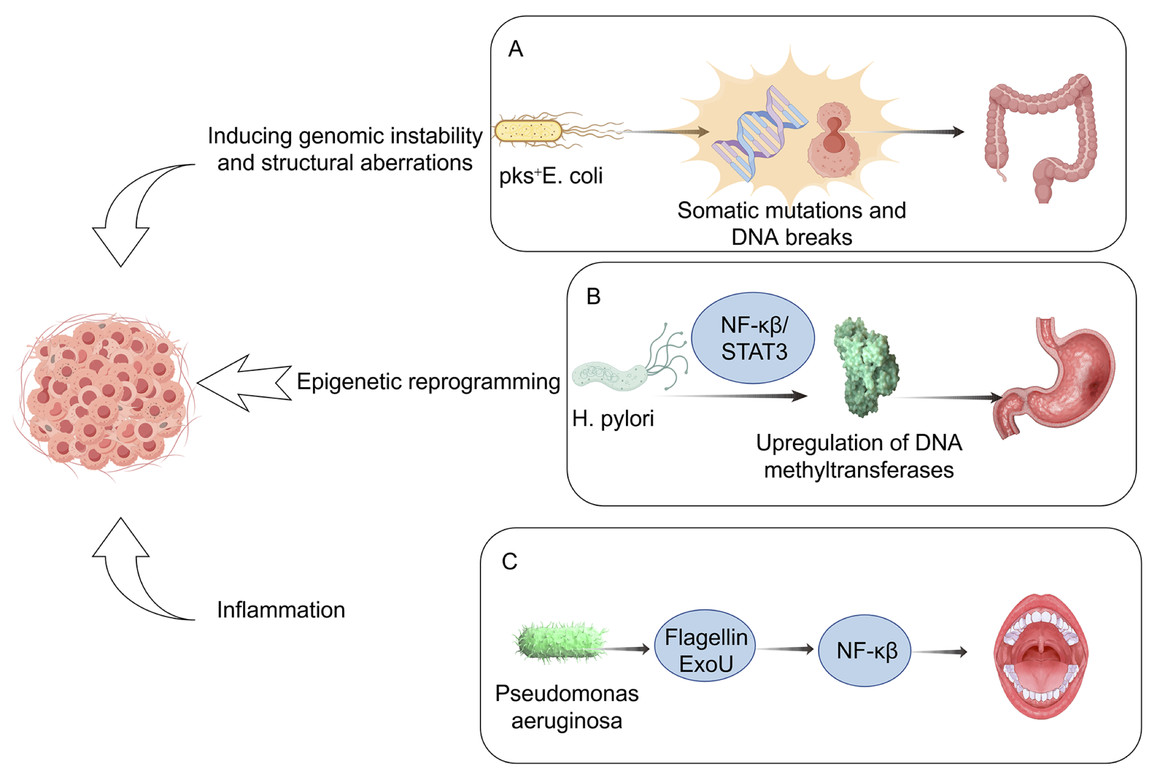 Diagram of the human microbiome across anatomical sites and its interactions with the host