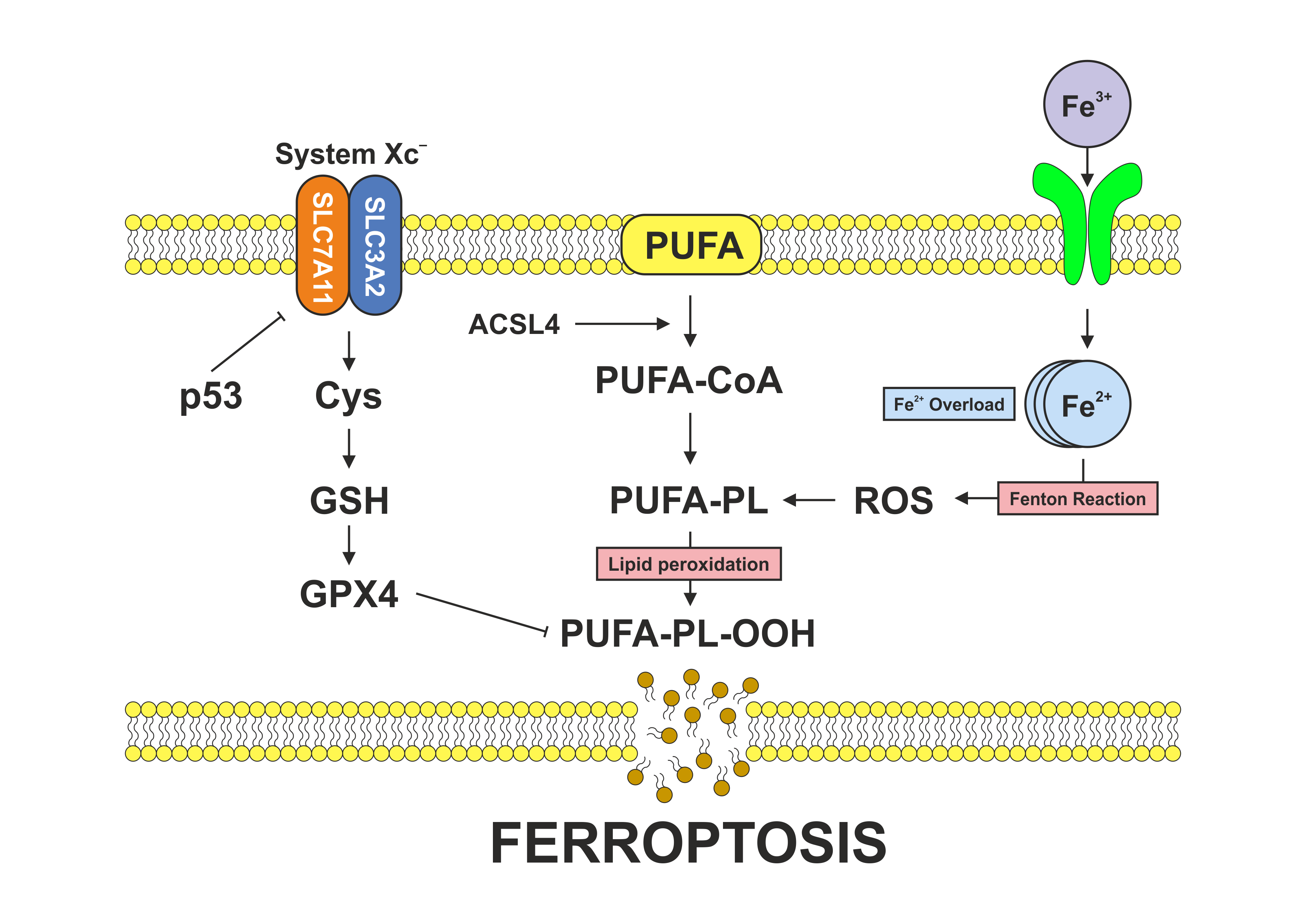 Roles of the tumor suppressor p53 in ferroptotic cell death