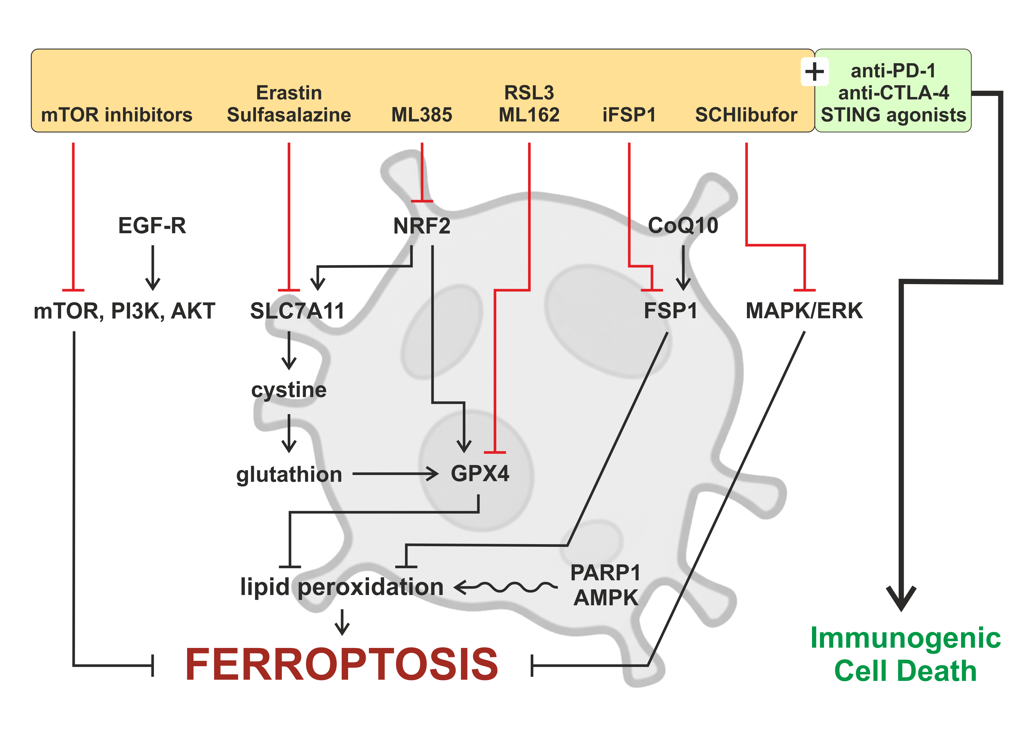 Diagram of ferroptosis-induced antitumor immune responses in the tumor microenvironment