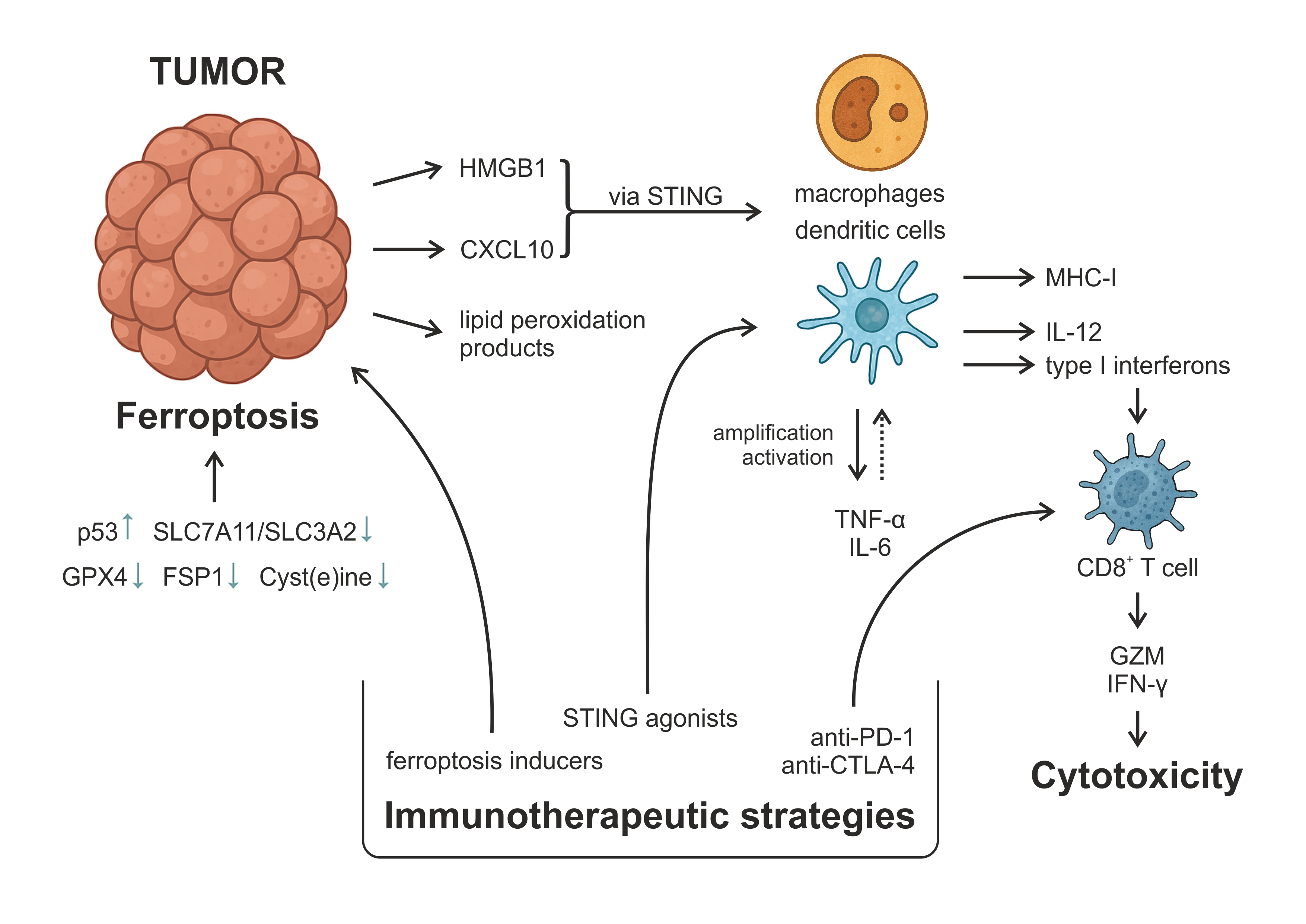 The Role of ferroptotic cell death in triggering antitumor immunity. 