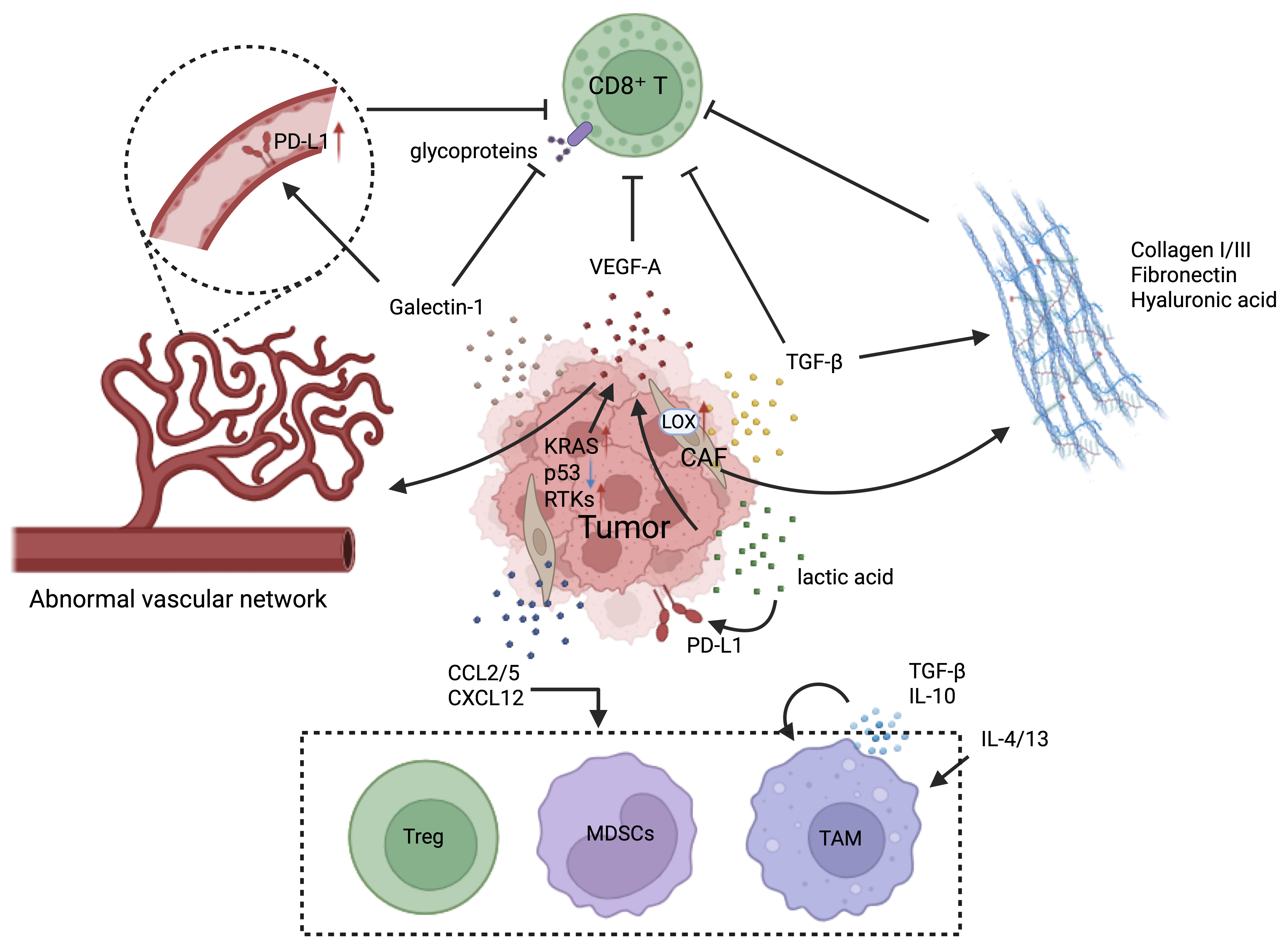 Diagram showing stromal and structural remodeling of the tumor microenvironment through CAF activation, extracellular matrix deposition, hypoxia, and abnormal vasculature. These changes promote immune exclusion, suppress cytotoxic T-cell infiltration, and support tumor progression.
