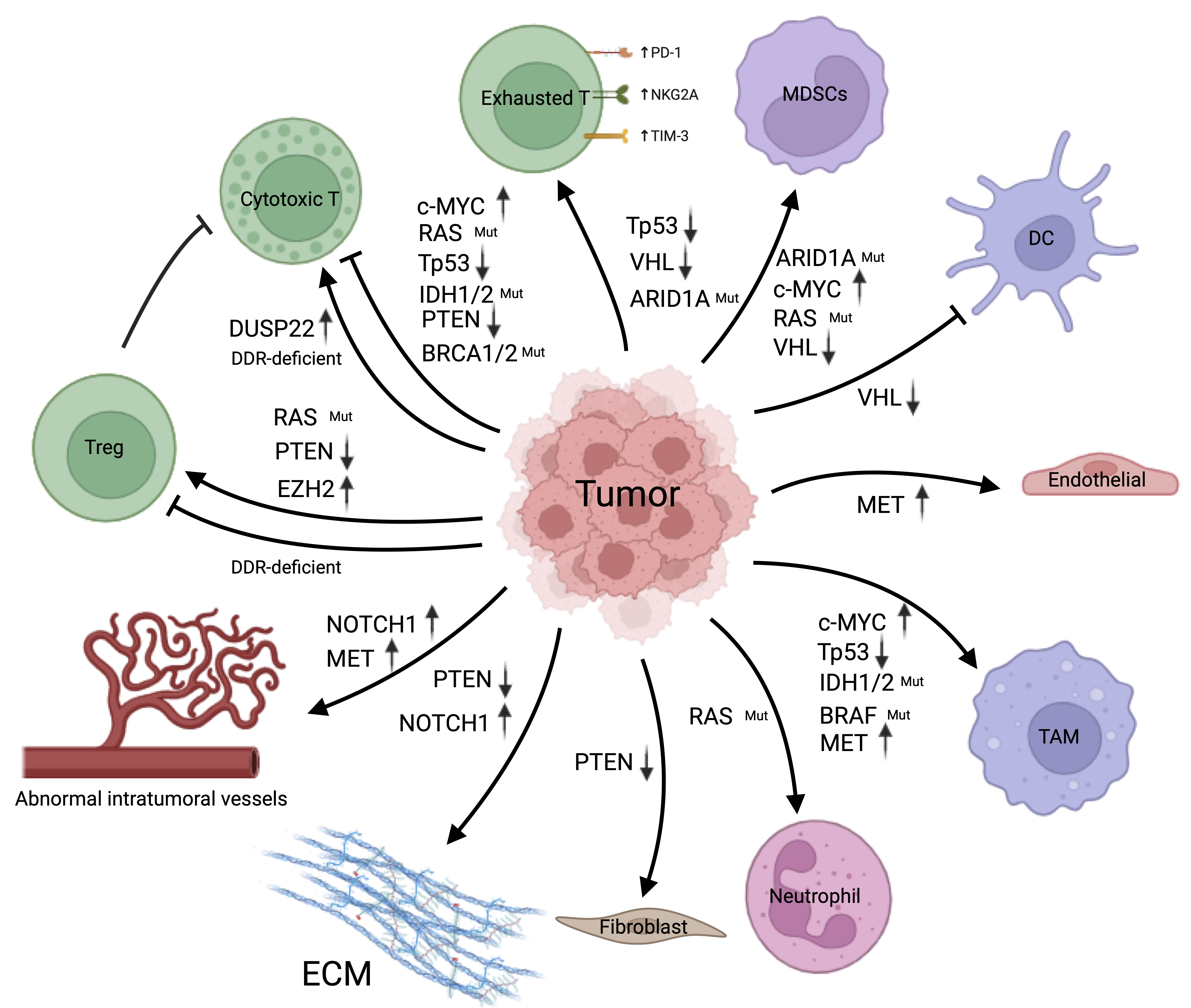 Schematic of a tumor microenvironment with a central tumor surrounded by immune and stromal cells. Tumor genetic alterations drive immune suppression and alter immune cell function. Stromal remodeling and abnormal vasculature limit immune infiltration and promote tumor progression.