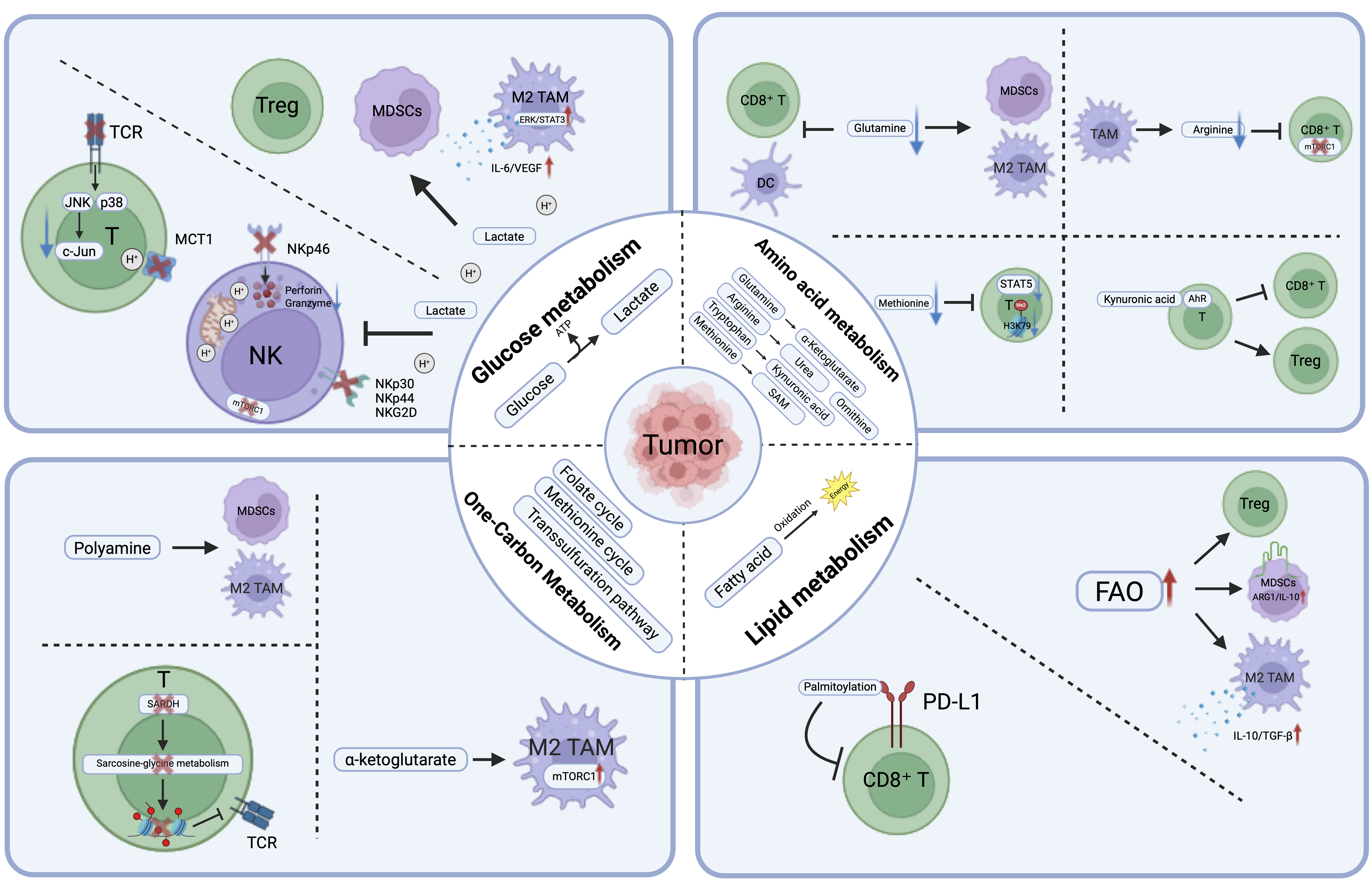 Schematic of tumor metabolism shaping immune responses in the tumor microenvironment. Altered metabolic pathways suppress cytotoxic immunity and promote immune evasion.