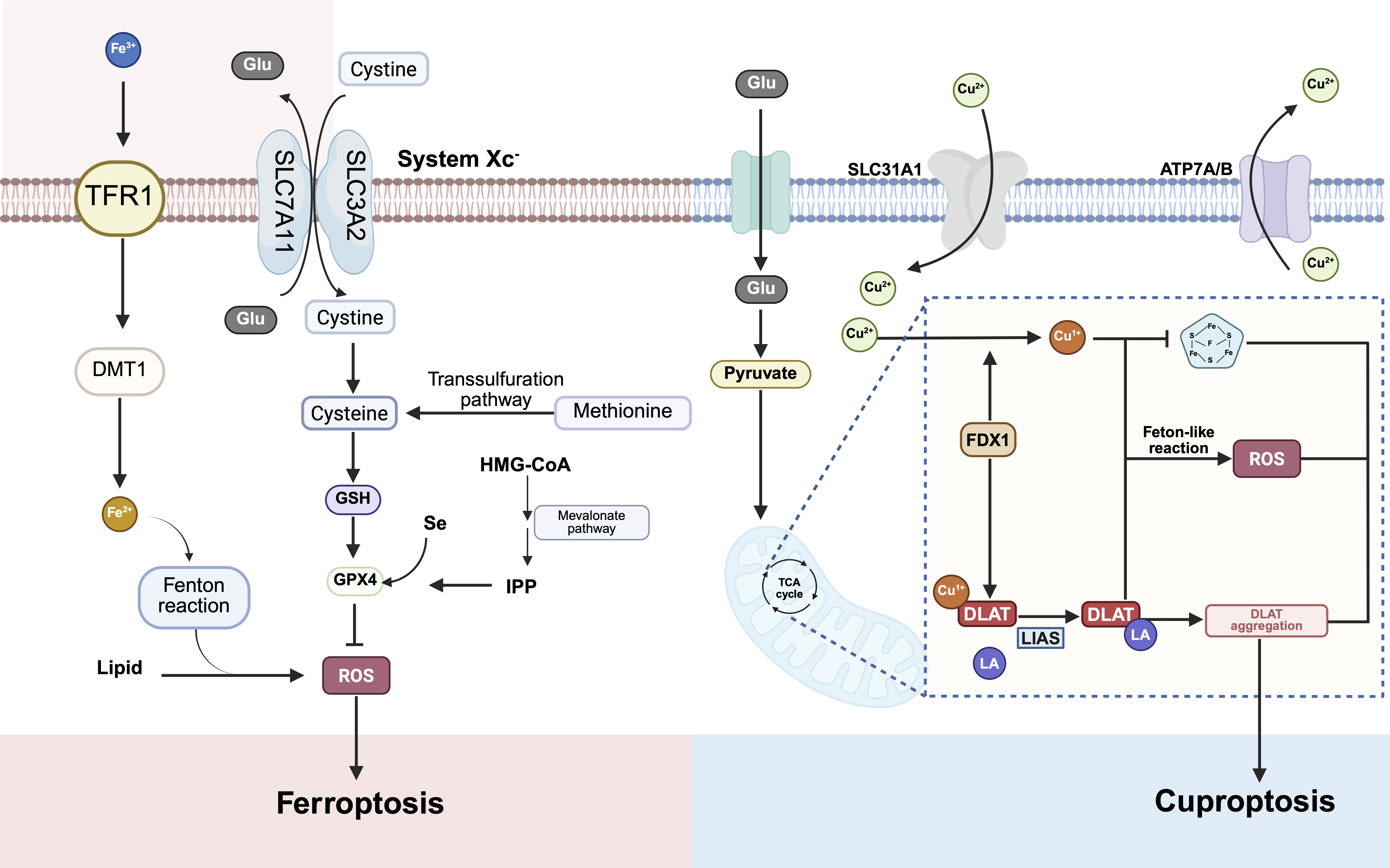 Schematic of ferroptosis (iron-dependent lipid ROS via GPX4 inhibition) and cuproptosis (copper-induced mitochondrial protein aggregation and ROS), highlighting key transporters and metabolic pathways. 