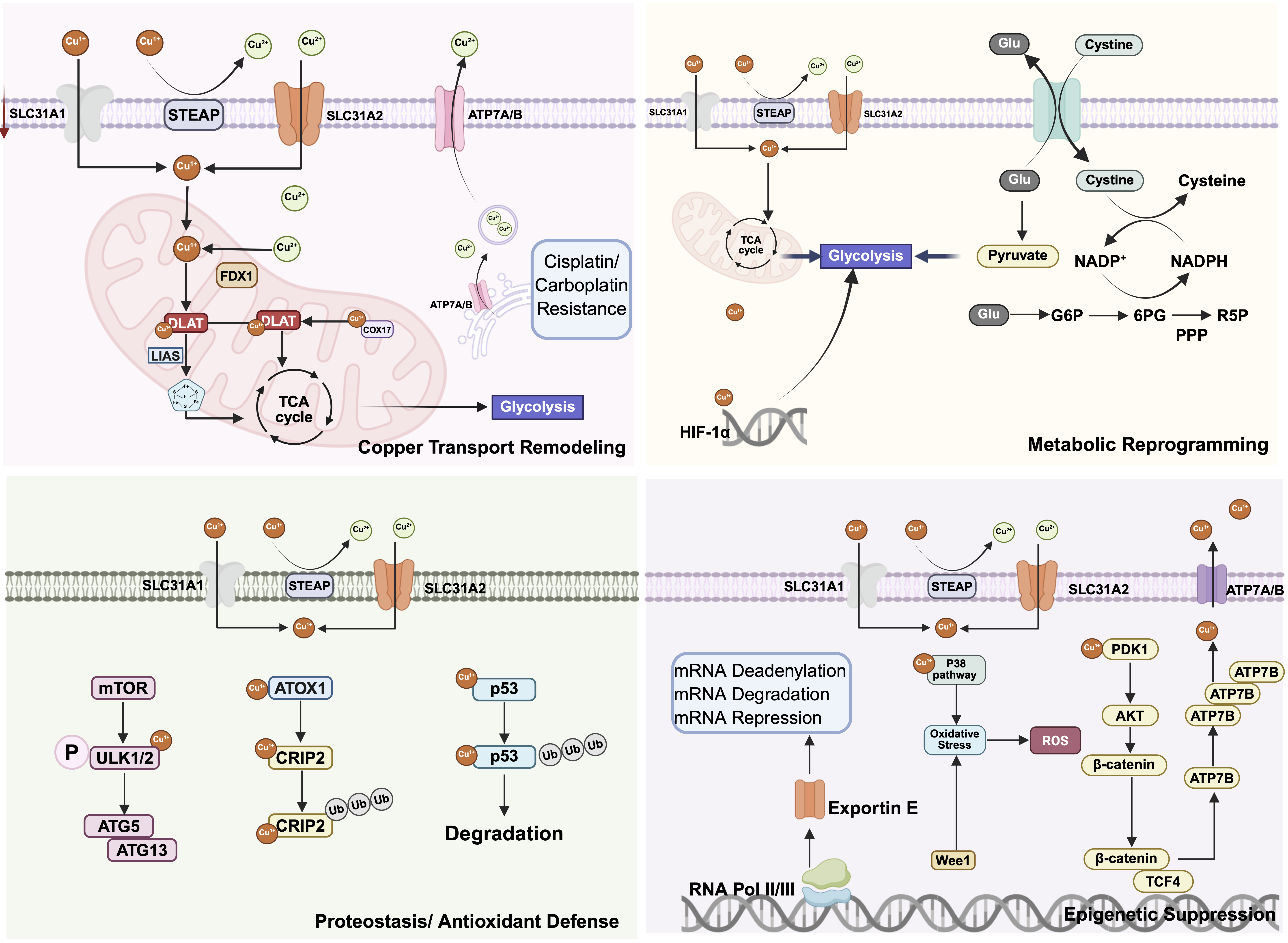 Schematic of cuproptosis resistance mechanisms in cancer, highlighting copper transport remodeling, metabolic reprogramming, proteostasis and antioxidant defenses, and epigenetic suppression pathways. 