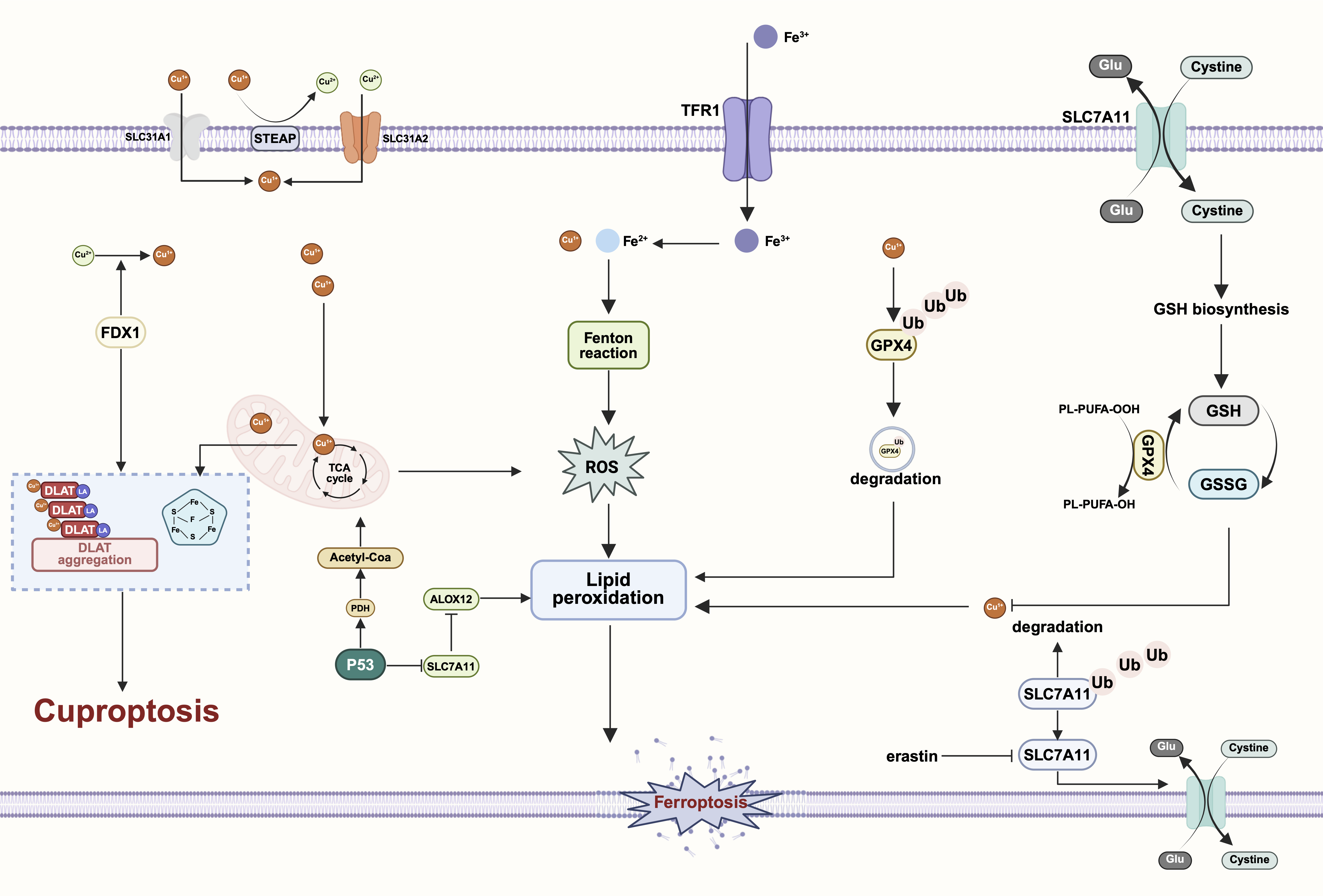 Schematic of the crosstalk between cuproptosis and ferroptosis, highlighting copper- and iron-driven ROS generation, GPX4 degradation, and lipid peroxidation as convergent mechanisms of cell death. 