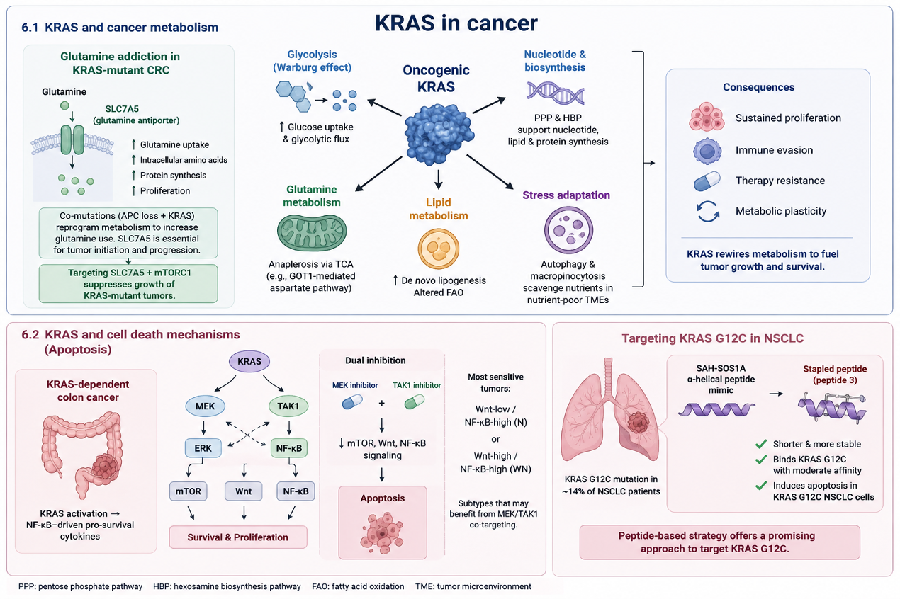 Figure illustrating how oncogenic KRAS reprograms cellular metabolism, promotes survival signaling and therapy resistance, and highlights KRAS-dependent cell death pathways and emerging peptide-based strategies targeting KRAS G12C in non-small cell lung cancer.