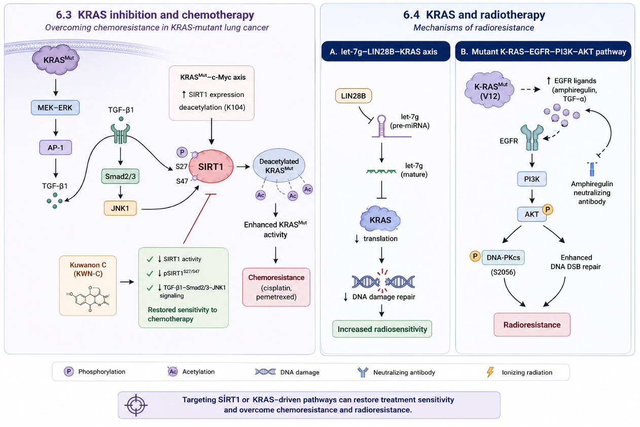 Figure illustrating mechanisms by which KRAS signaling promotes resistance to chemotherapy and radiotherapy, and highlighting therapeutic strategies targeting SIRT1 and KRAS-associated pathways to restore sensitivity to treatment in KRAS-mutant lung cancer.