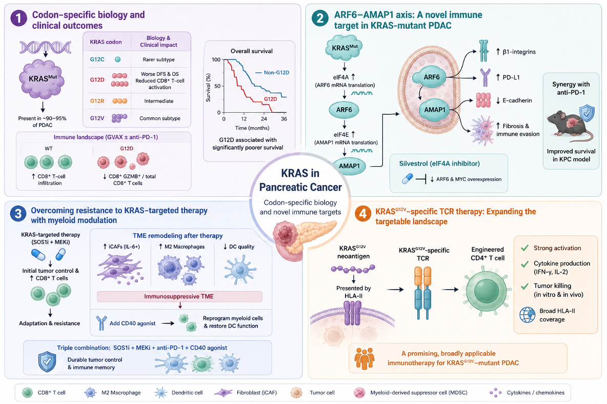 Figure illustrating codon-specific KRAS biology in pancreatic cancer, the ARF6–AMAP1 signaling axis as an immune target, strategies to overcome resistance through myeloid reprogramming, and KRAS G12V-specific T-cell receptor therapies to enhance antitumor immunity.