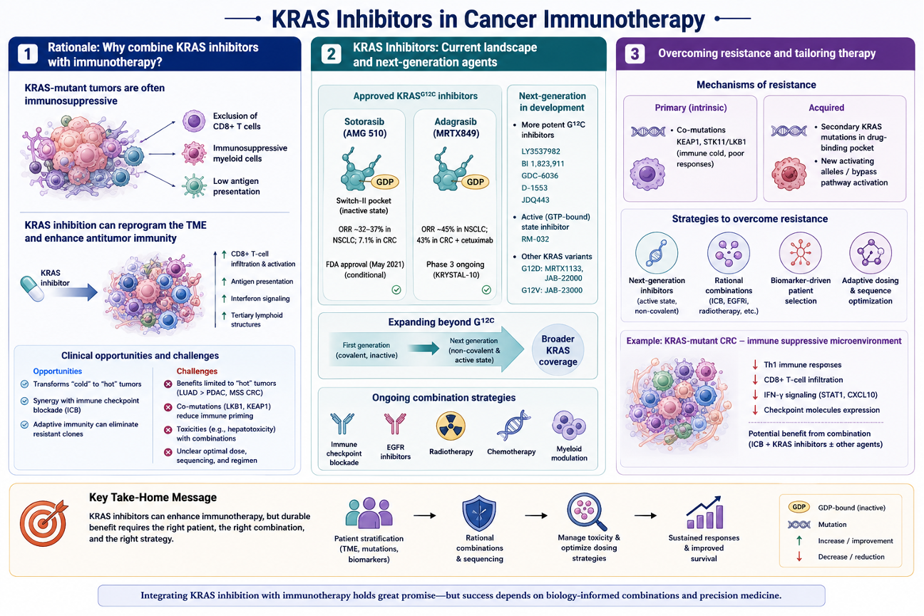Figure illustrating the rationale for combining KRAS inhibitors with immunotherapy, the current landscape of KRAS-targeted therapies, mechanisms of resistance, and combination strategies to improve antitumor immune responses and clinical outcomes.