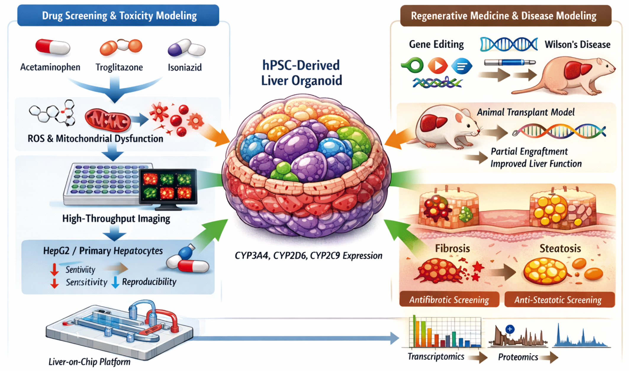 Schematic illustrating translational applications of hPSC-derived liver organoids, including hepatotoxicity testing, drug metabolism studies, disease modeling, and regenerative medicine. The figure also shows integration with liver-on-chip systems, gene editing, and multi-omics analysis.