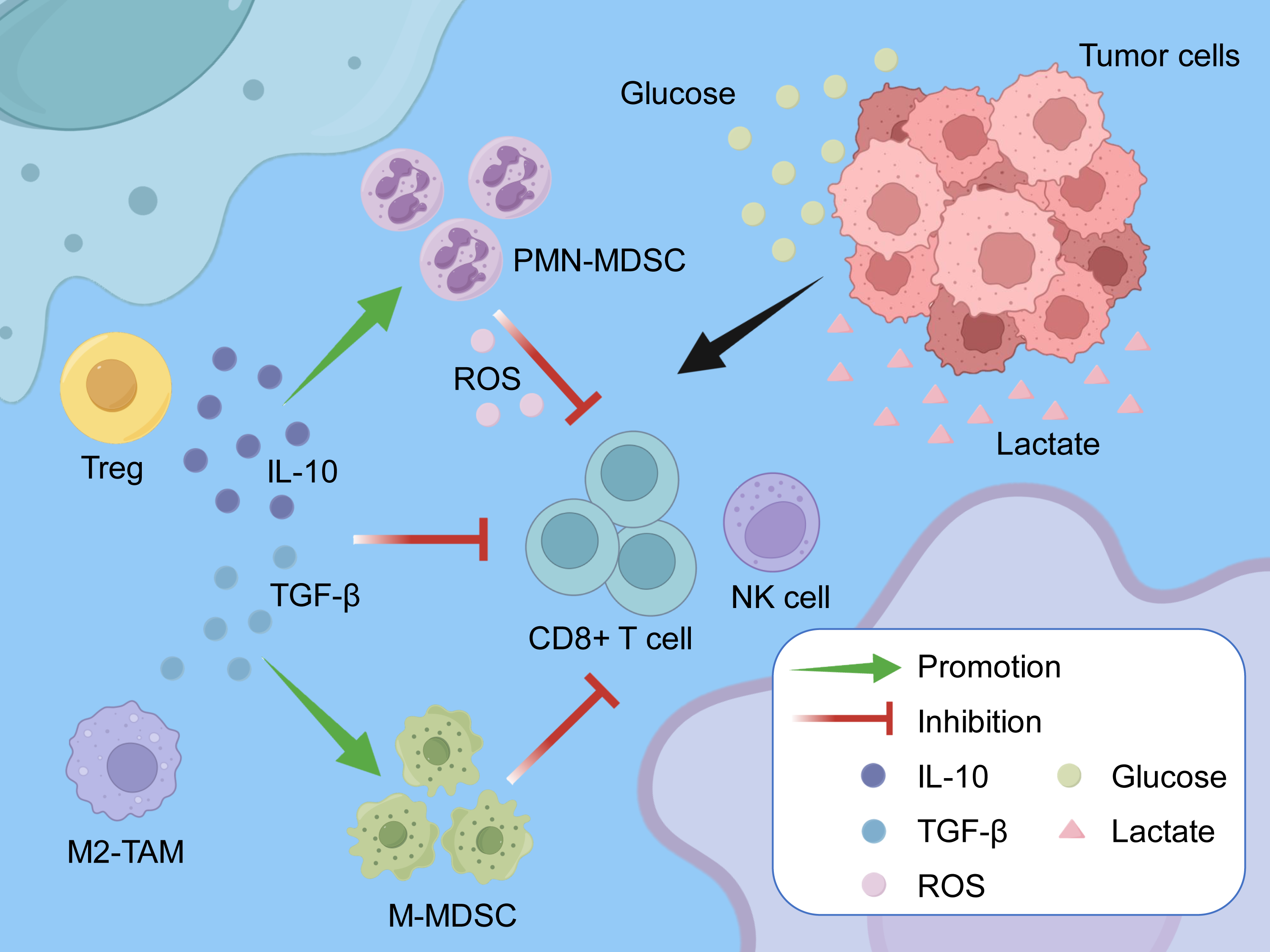 Diagram illustrating interactions between immunosuppressive immune cells and tumor metabolic reprogramming in the tumor microenvironment. These processes impair cytotoxic immune function and reinforce immune suppression.