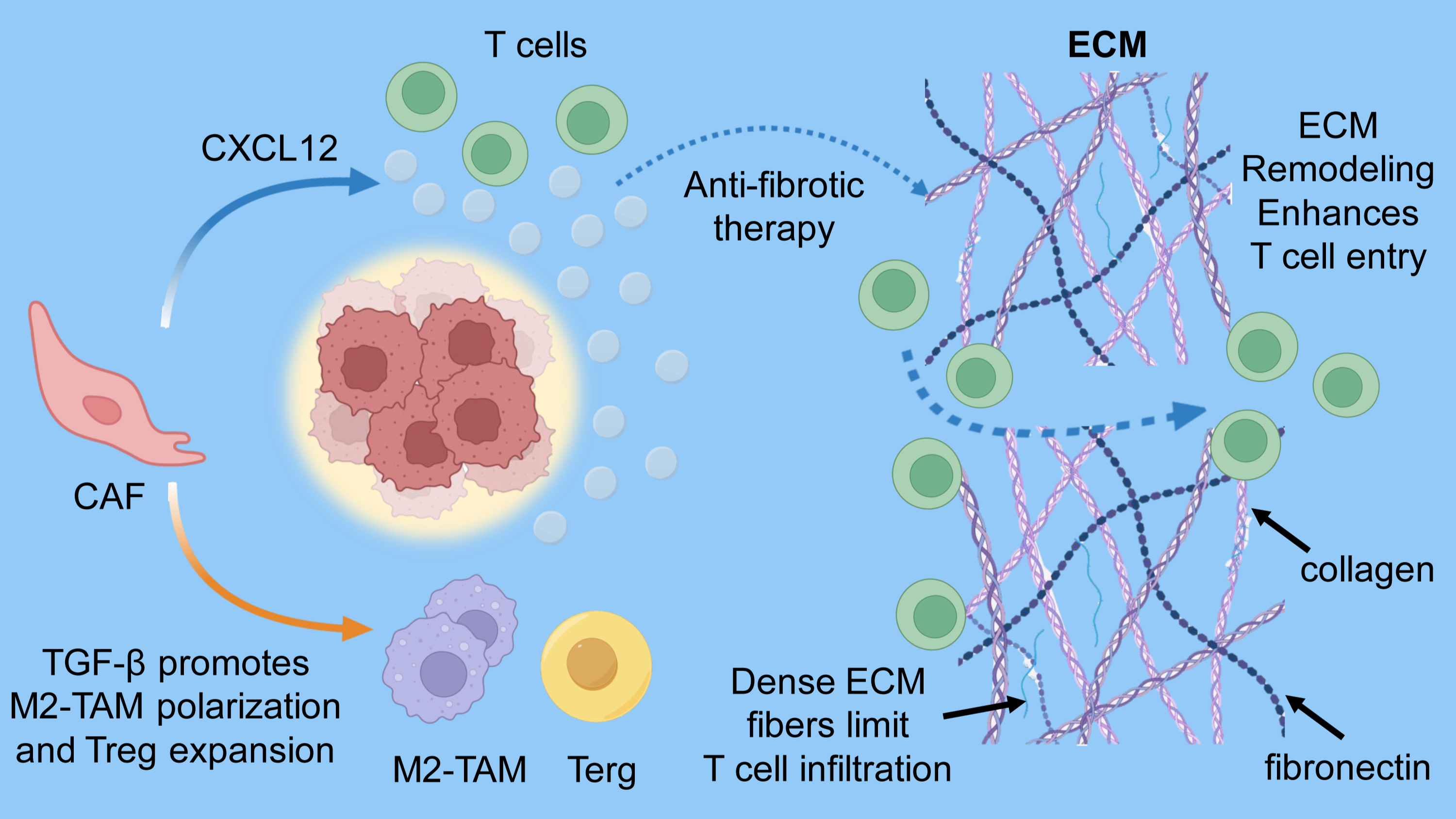 Diagram showing how stromal components, including fibroblasts and extracellular matrix, restrict immune cell infiltration. These barriers create an immune-excluded tumor microenvironment that limits antitumor responses.