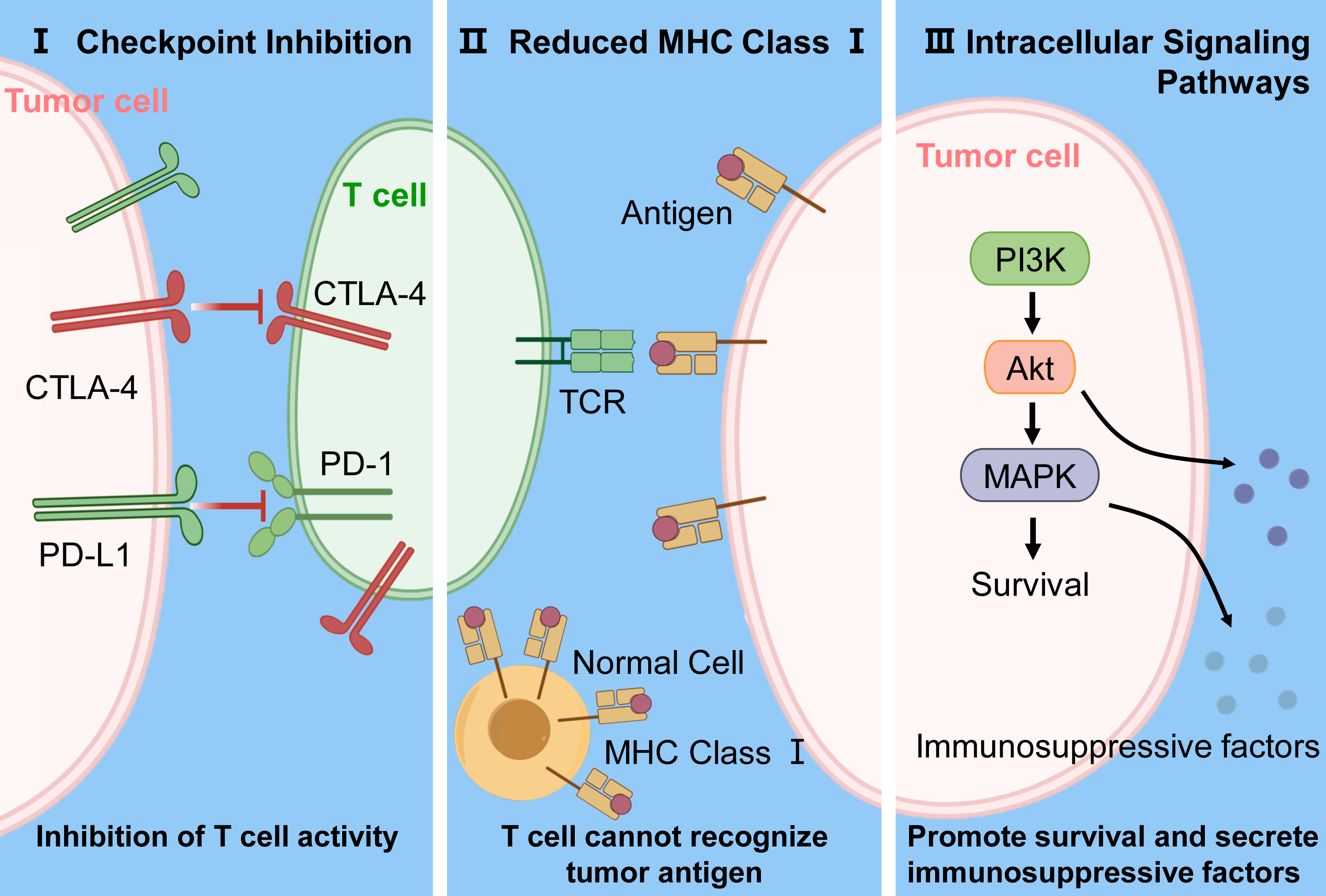 Diagram illustrating tumor cell–intrinsic mechanisms that impair immune recognition and function. Altered antigen presentation and checkpoint signaling suppress T-cell–mediated cytotoxicity.