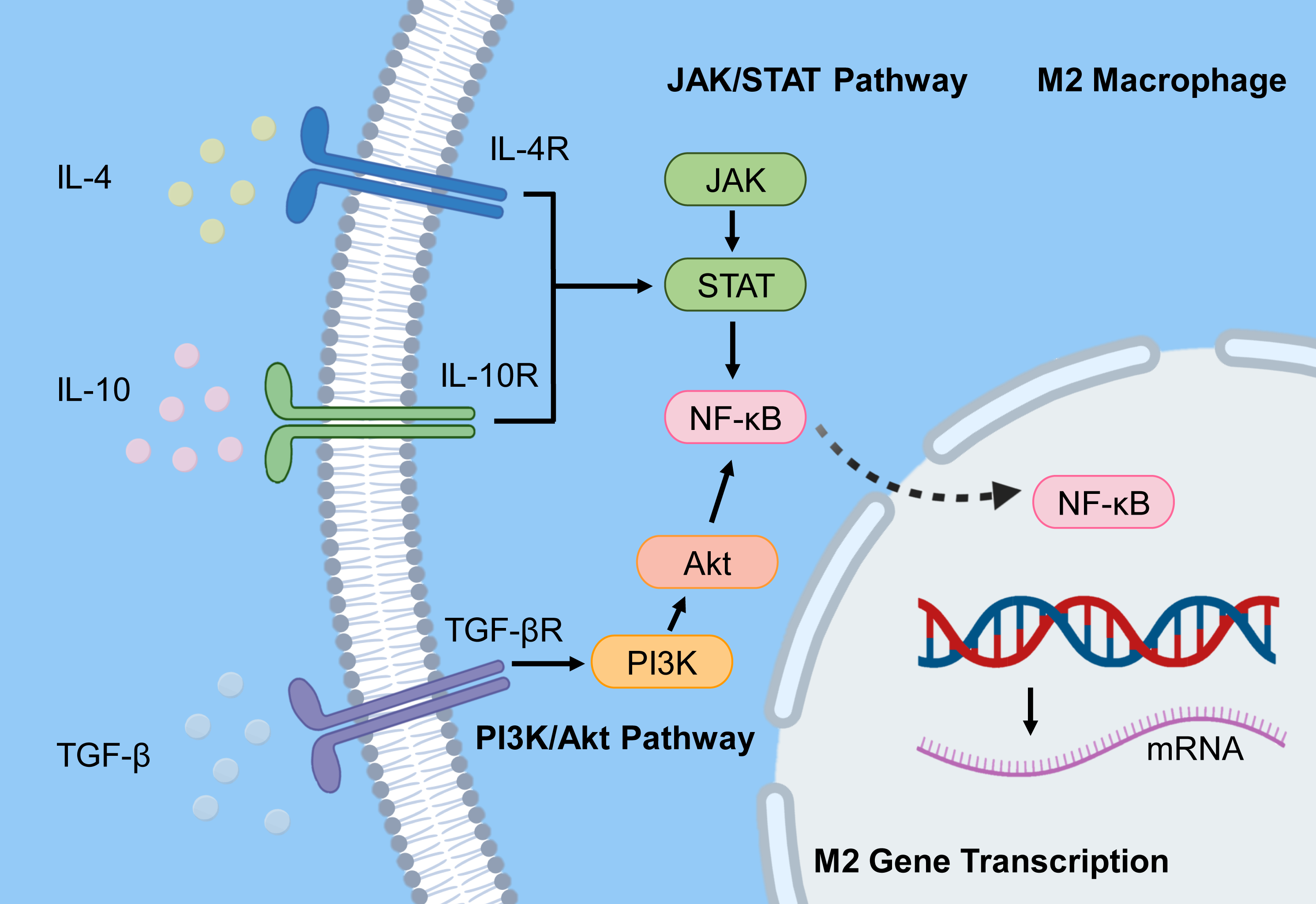 Diagram showing signaling pathways that drive M2 macrophage polarization in the tumor microenvironment. These pathways promote immunosuppressive macrophage function and contribute to tumor progression.