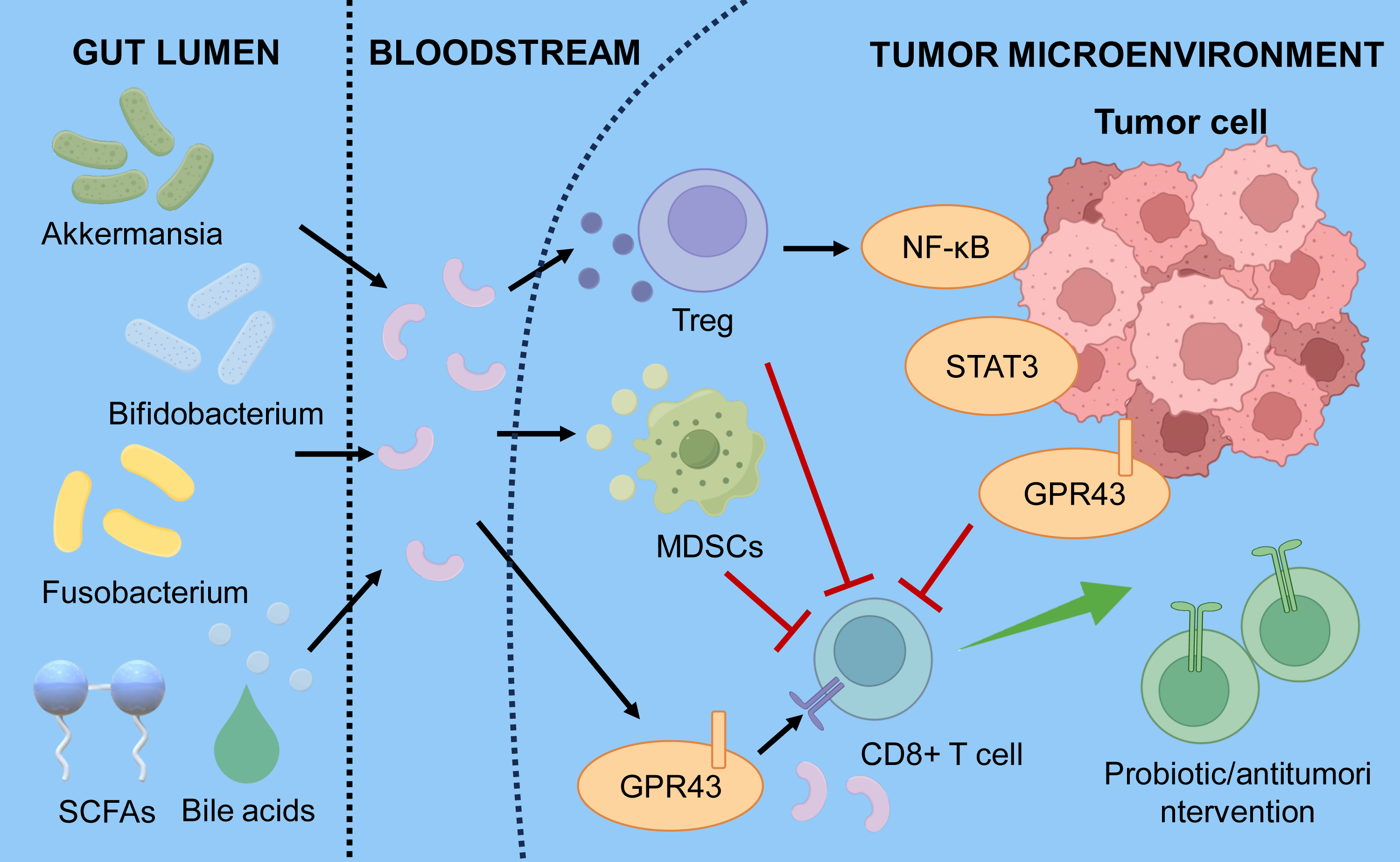 Gut microbiota-derived metabolites and signaling pathways regulate immune-cell activity within the tumor microenvironment through NF-κB, STAT3, and GPR43 signaling, influencing immunosuppression and CD8-positive T-cell responses.