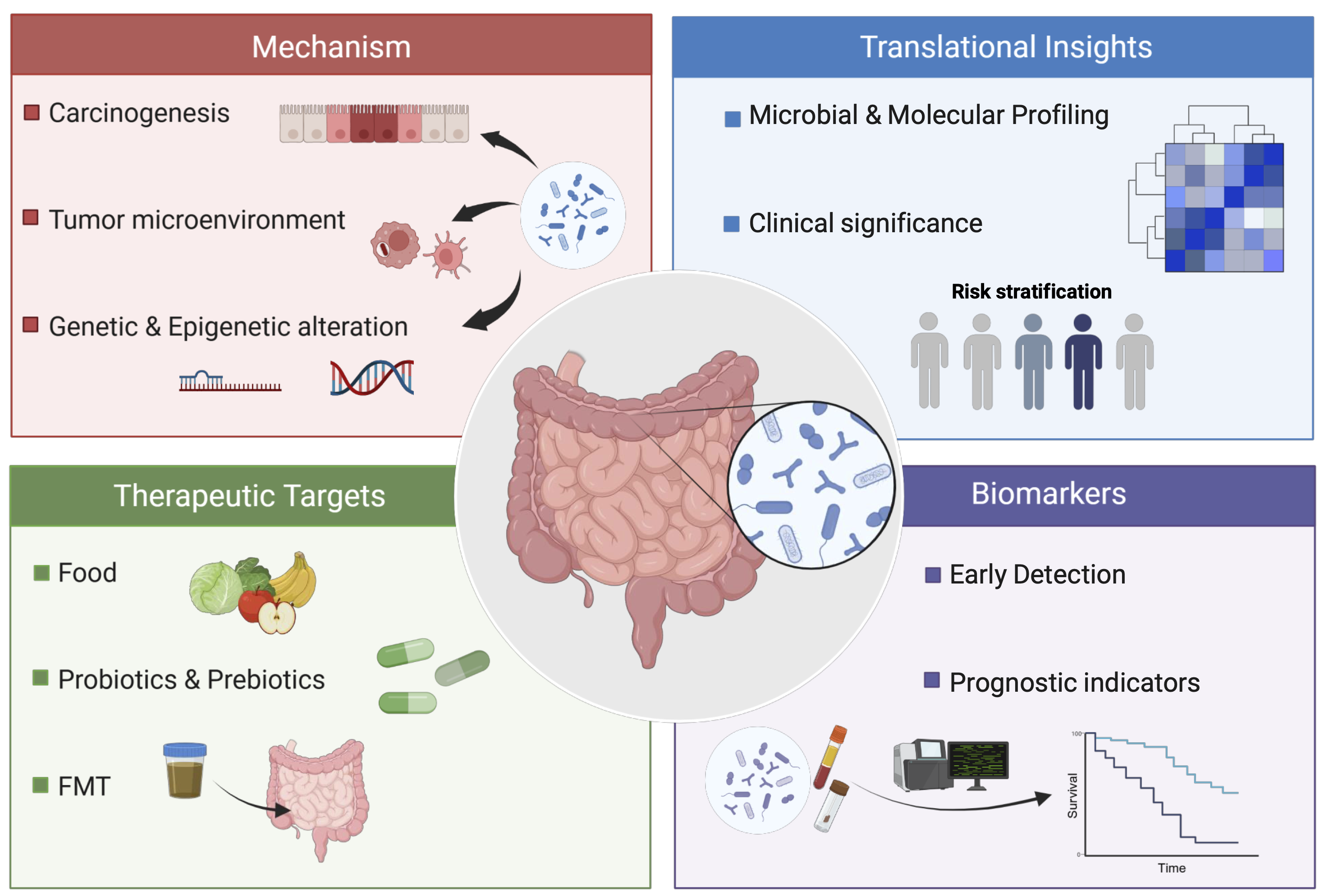 Diagram showing how the gut microbiome influences colorectal cancer through mechanisms, clinical insights, therapeutic targets, and biomarkers. 