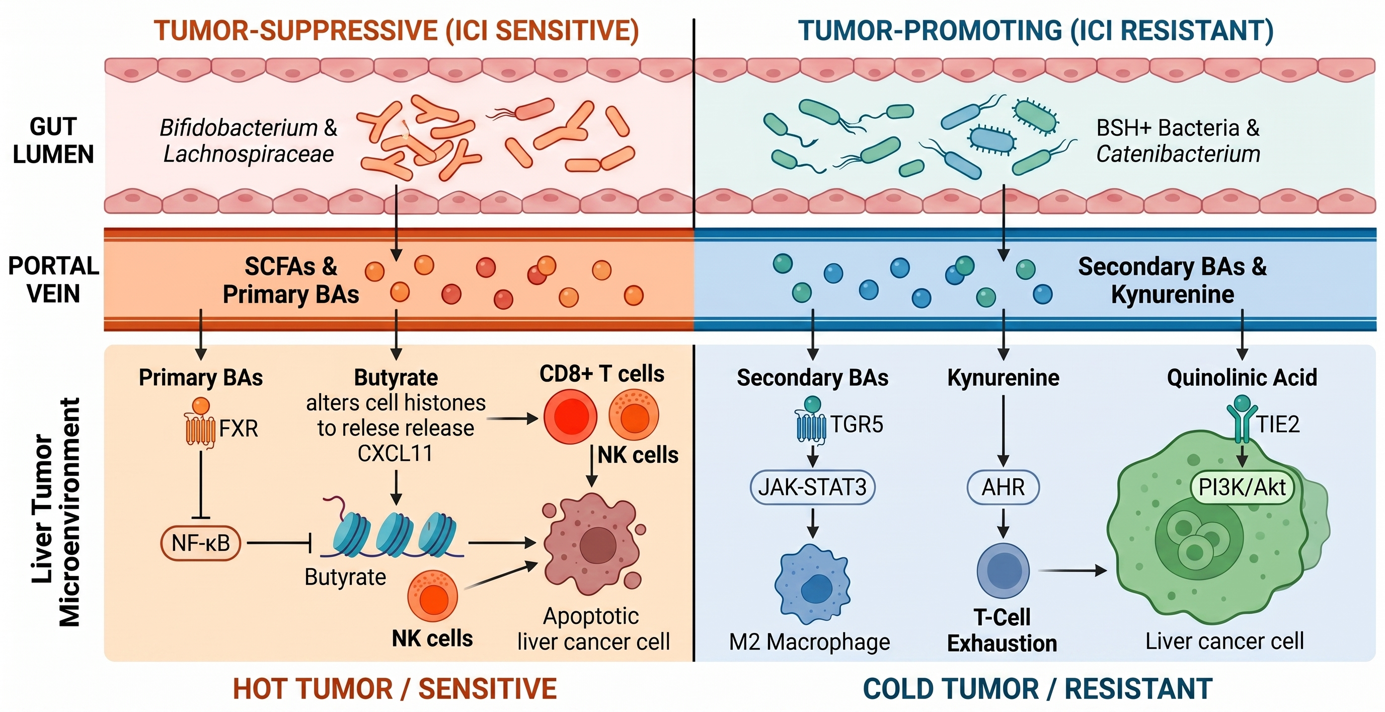 Figure illustrating how gut microbiota-derived metabolites shape the liver tumor microenvironment, contrasting tumor-suppressive pathways that enhance antitumor immunity and immunotherapy sensitivity with tumor-promoting pathways that drive immune evasion and resistance.