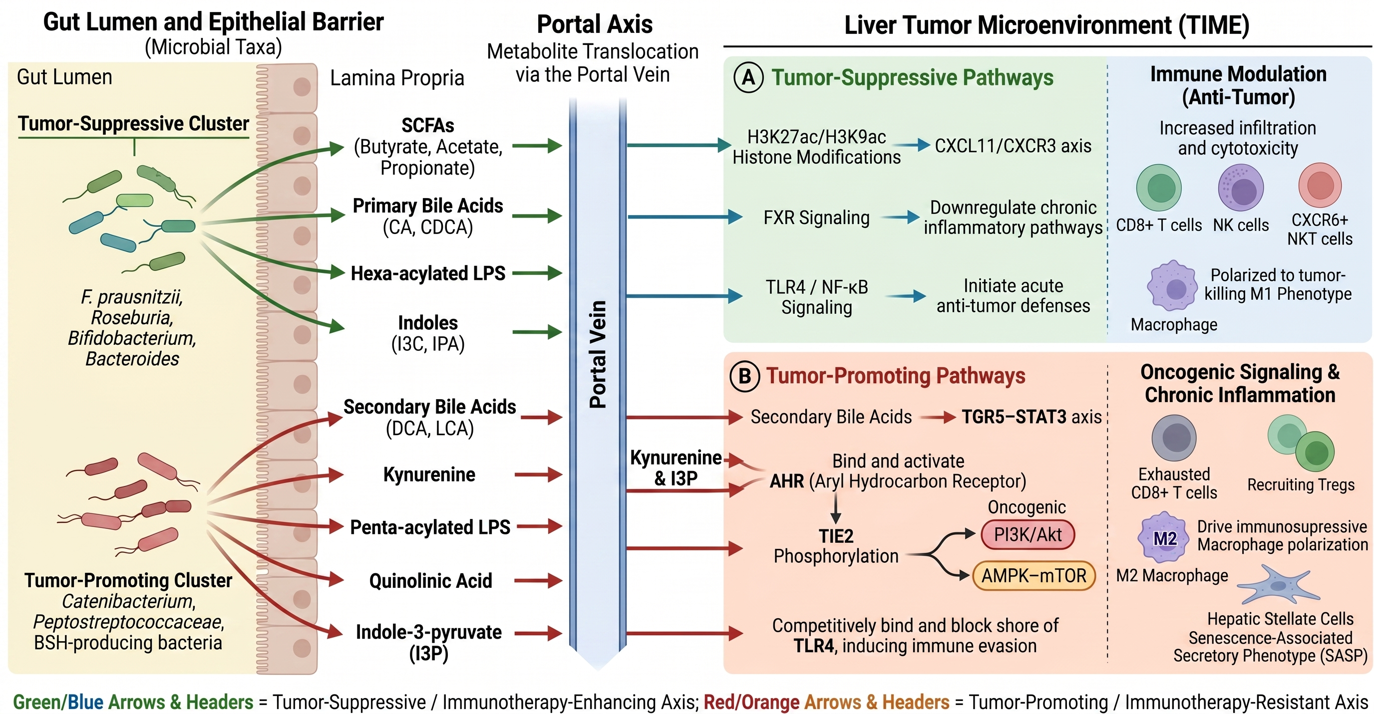 Figure illustrating how gut microbiota-derived metabolites reach the liver through the portal circulation and regulate the liver tumor microenvironment, promoting either antitumor immunity and immunotherapy sensitivity or chronic inflammation, immune evasion, and treatment resistance.