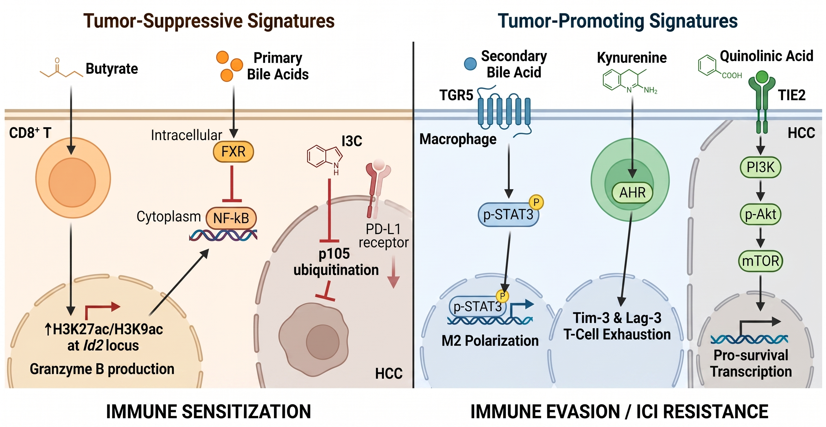 Figure illustrating gut microbiota-derived metabolites that either enhance antitumor immunity and immunotherapy sensitivity or promote immune evasion and immune checkpoint inhibitor resistance through distinct signaling pathways in hepatocellular carcinoma.