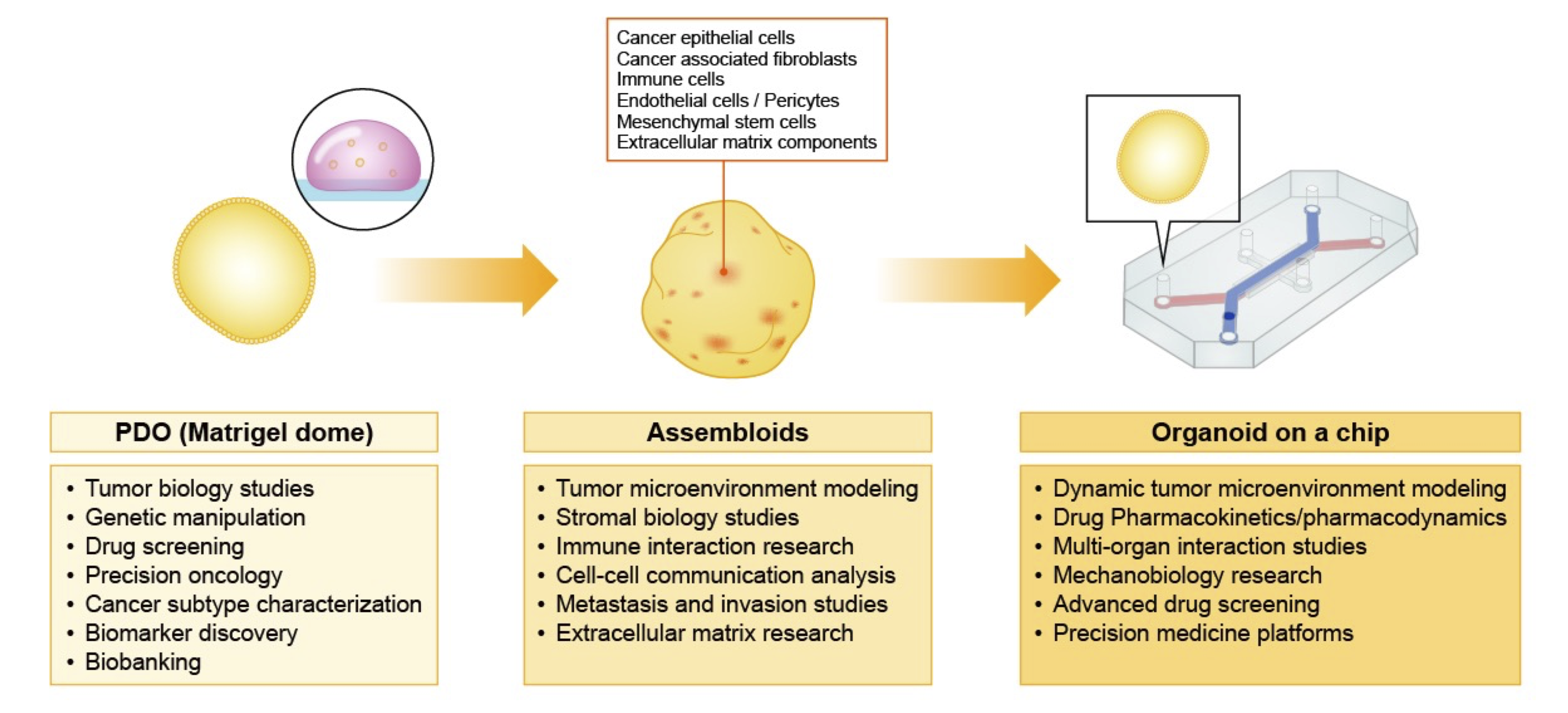 Figure illustrating the progression from patient-derived organoids to multicellular assembloids and organ-on-a-chip models, highlighting increasingly complex platforms for studying tumor biology, the tumor microenvironment, drug responses, and precision oncology.