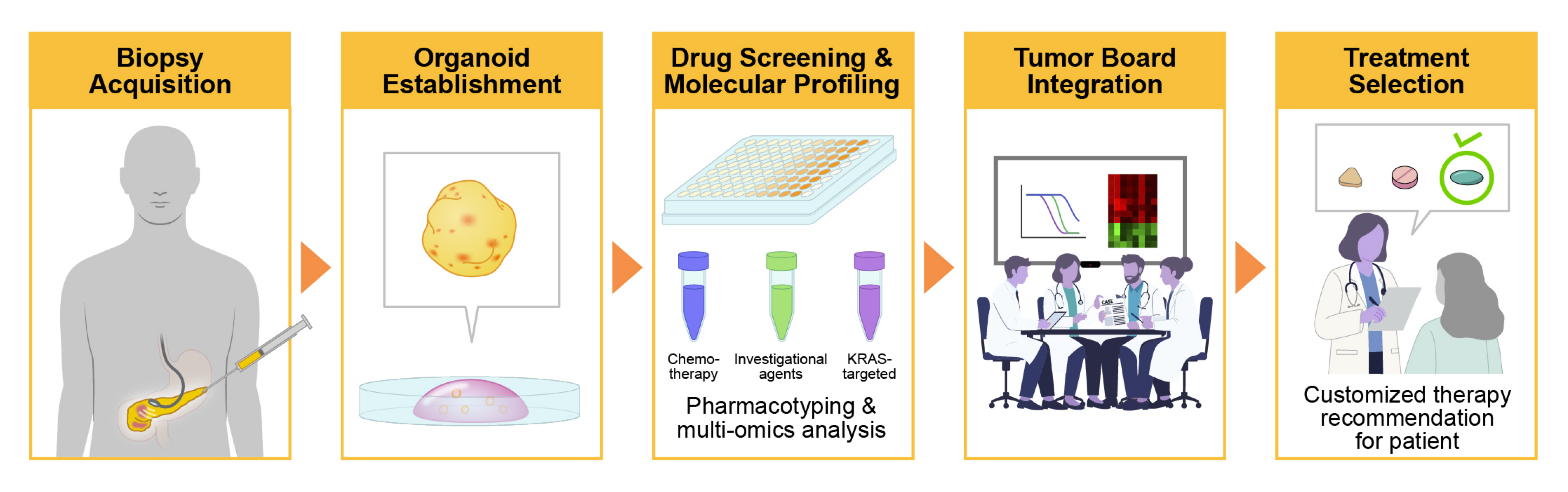 Figure illustrating a precision oncology workflow in which patient biopsy specimens are used to generate organoids for drug screening and molecular profiling, with results integrated into multidisciplinary treatment planning to guide personalized therapy selection