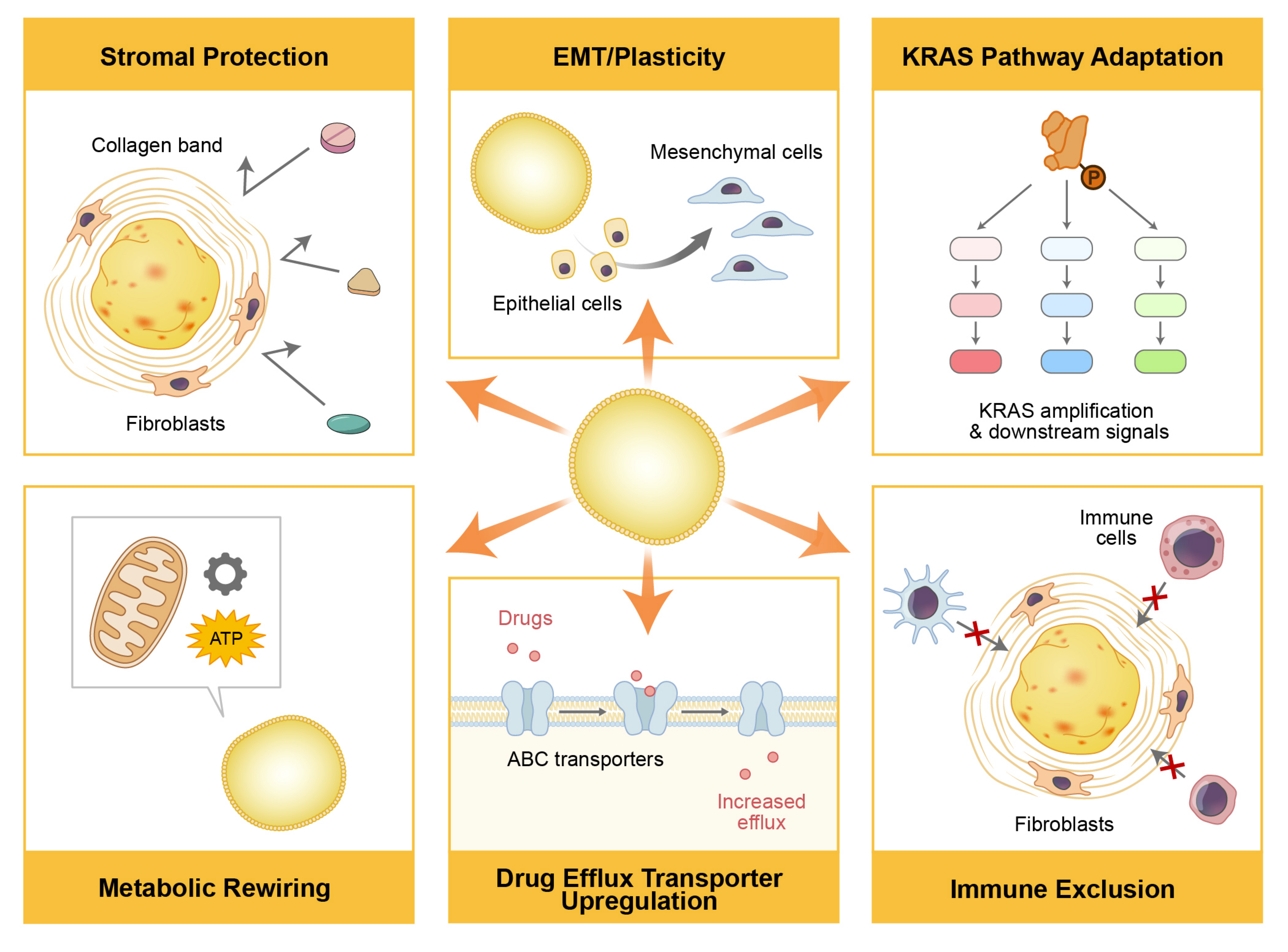 Figure illustrating the major mechanisms of therapeutic resistance in cancer organoids, including stromal protection, epithelial–mesenchymal plasticity, KRAS pathway adaptation, metabolic rewiring, upregulation of drug efflux transporters, and immune exclusion.
