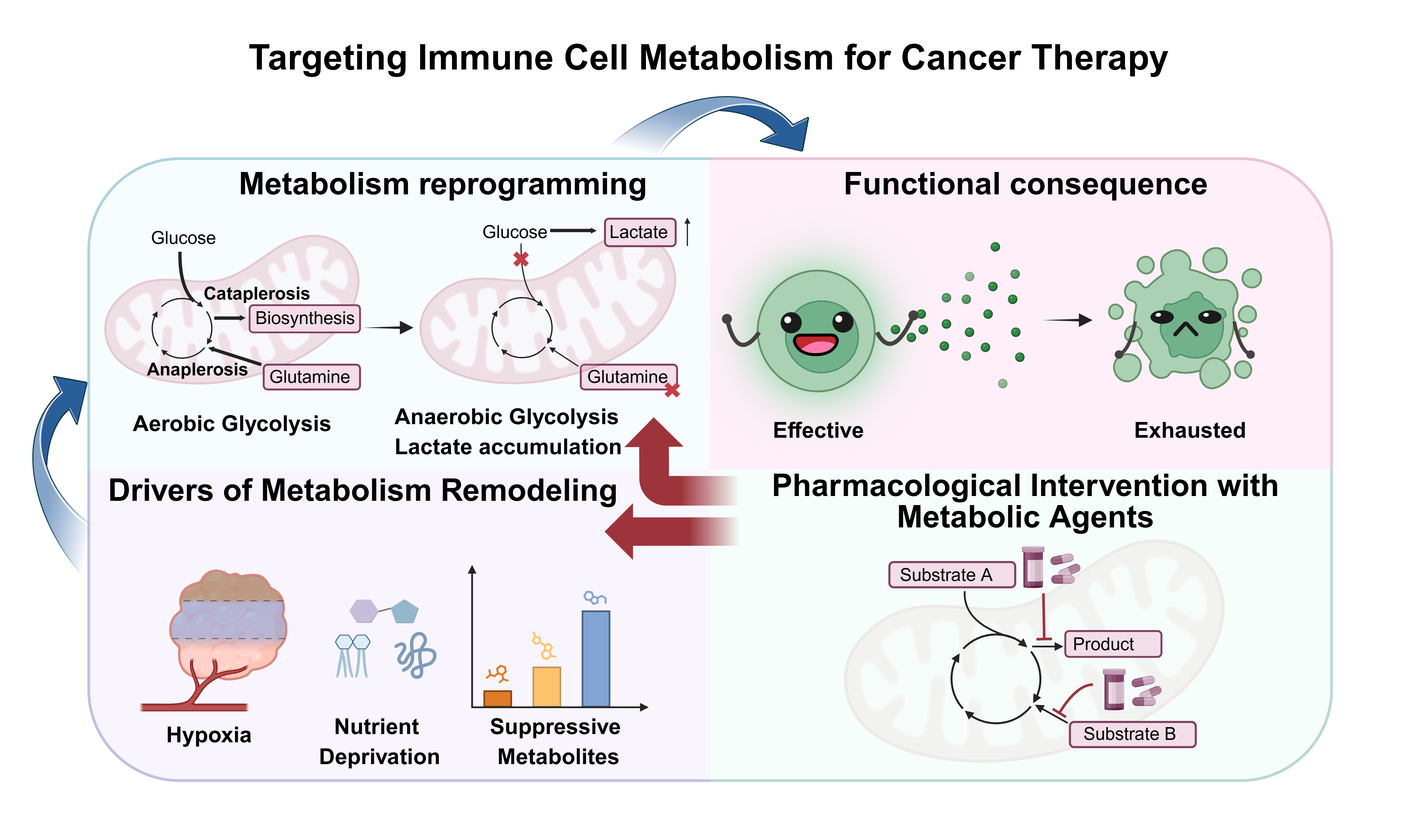 Figure illustrating how metabolic reprogramming shapes immune cell function, the drivers of metabolic dysfunction in the tumor microenvironment, and pharmacologic strategies to restore antitumor immunity through metabolic targeting.