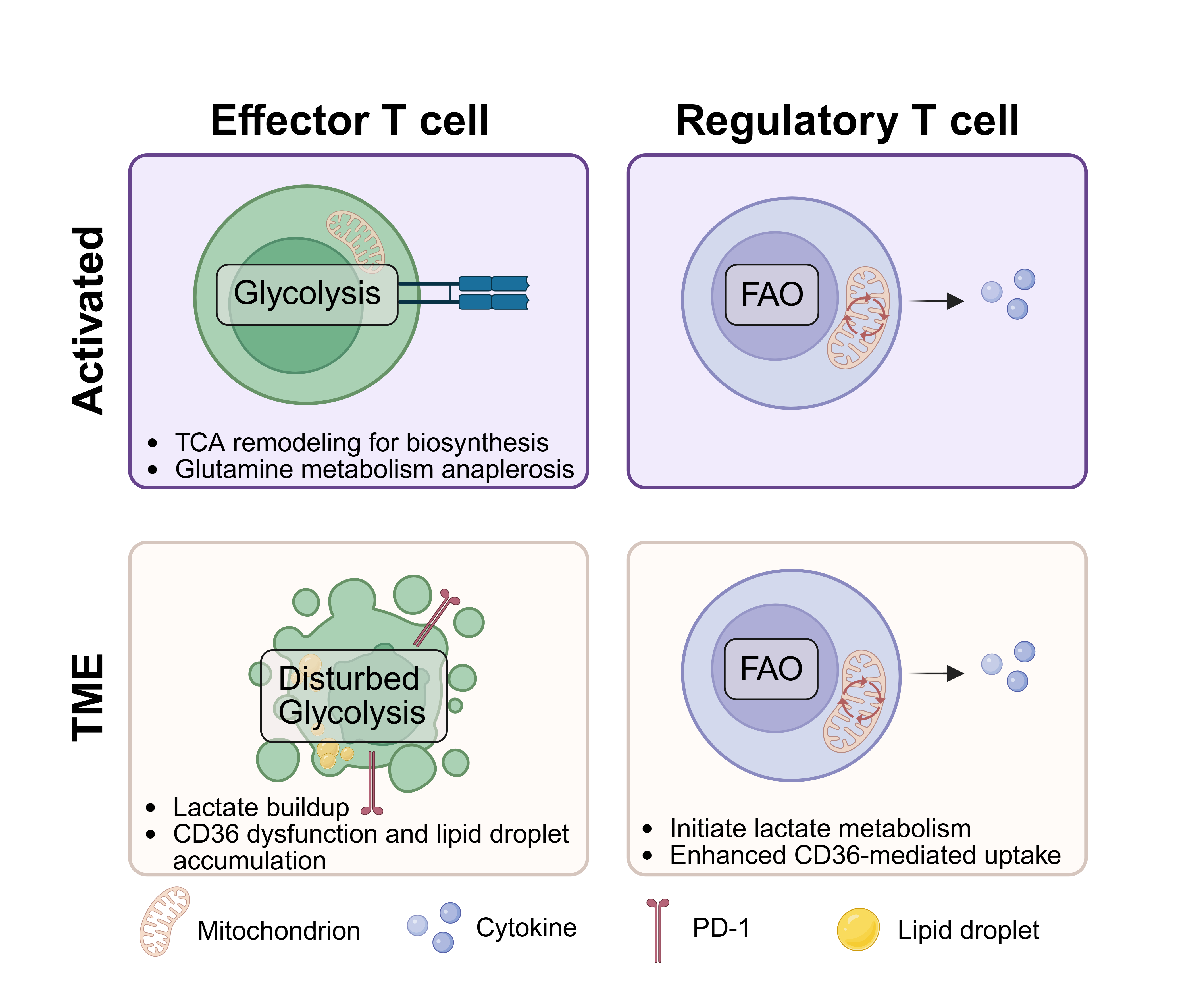 Figure illustrating the distinct metabolic programs of effector and regulatory T cells during activation and within the tumor microenvironment, highlighting metabolic dysfunction in effector T cells and sustained fatty acid oxidation in regulatory T cells.