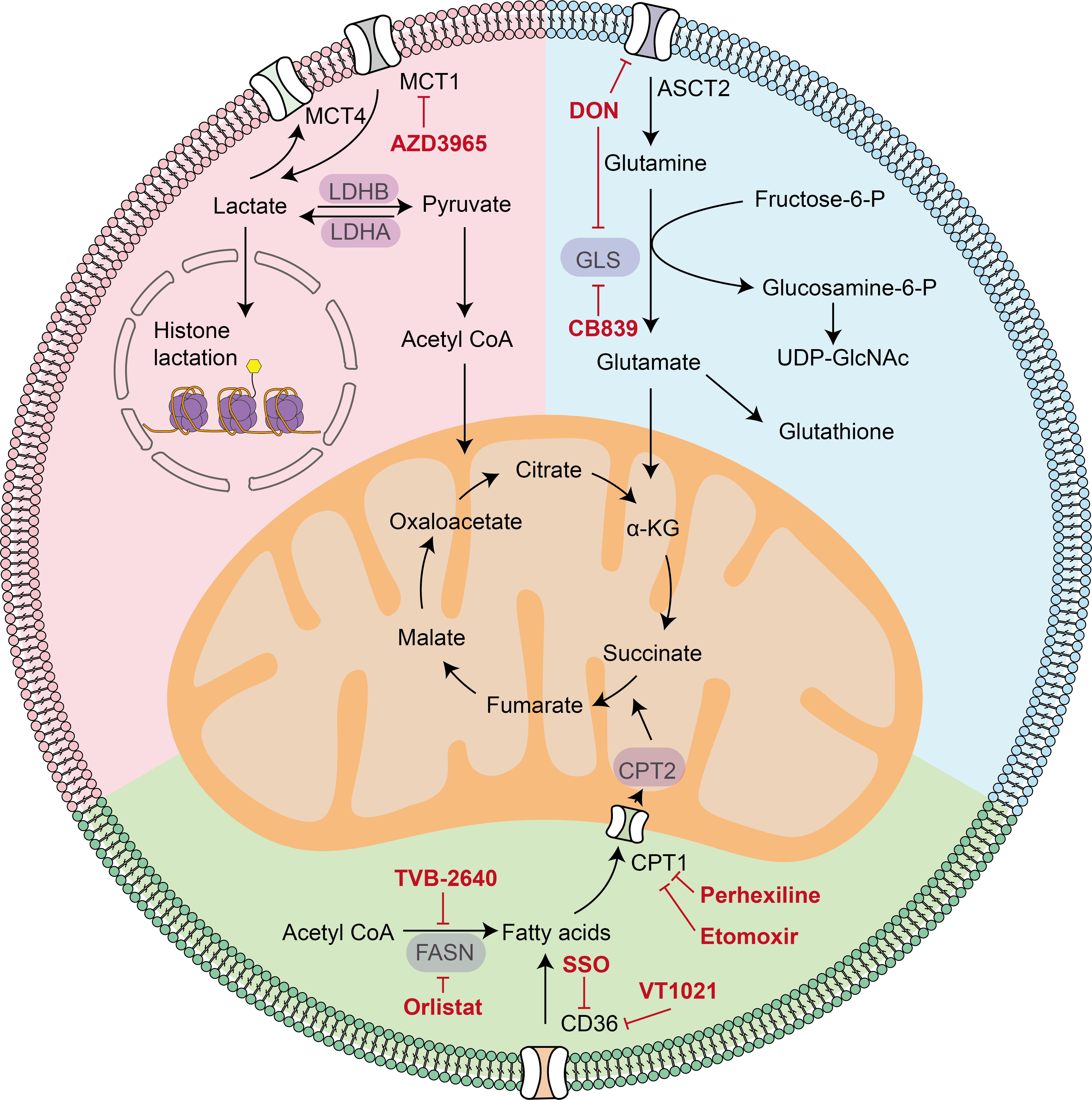 Figure illustrating key metabolic pathways in cancer cells, including lactate, glutamine, and fatty acid metabolism, together with therapeutic targets and inhibitors that disrupt metabolic reprogramming to enhance anticancer treatment.