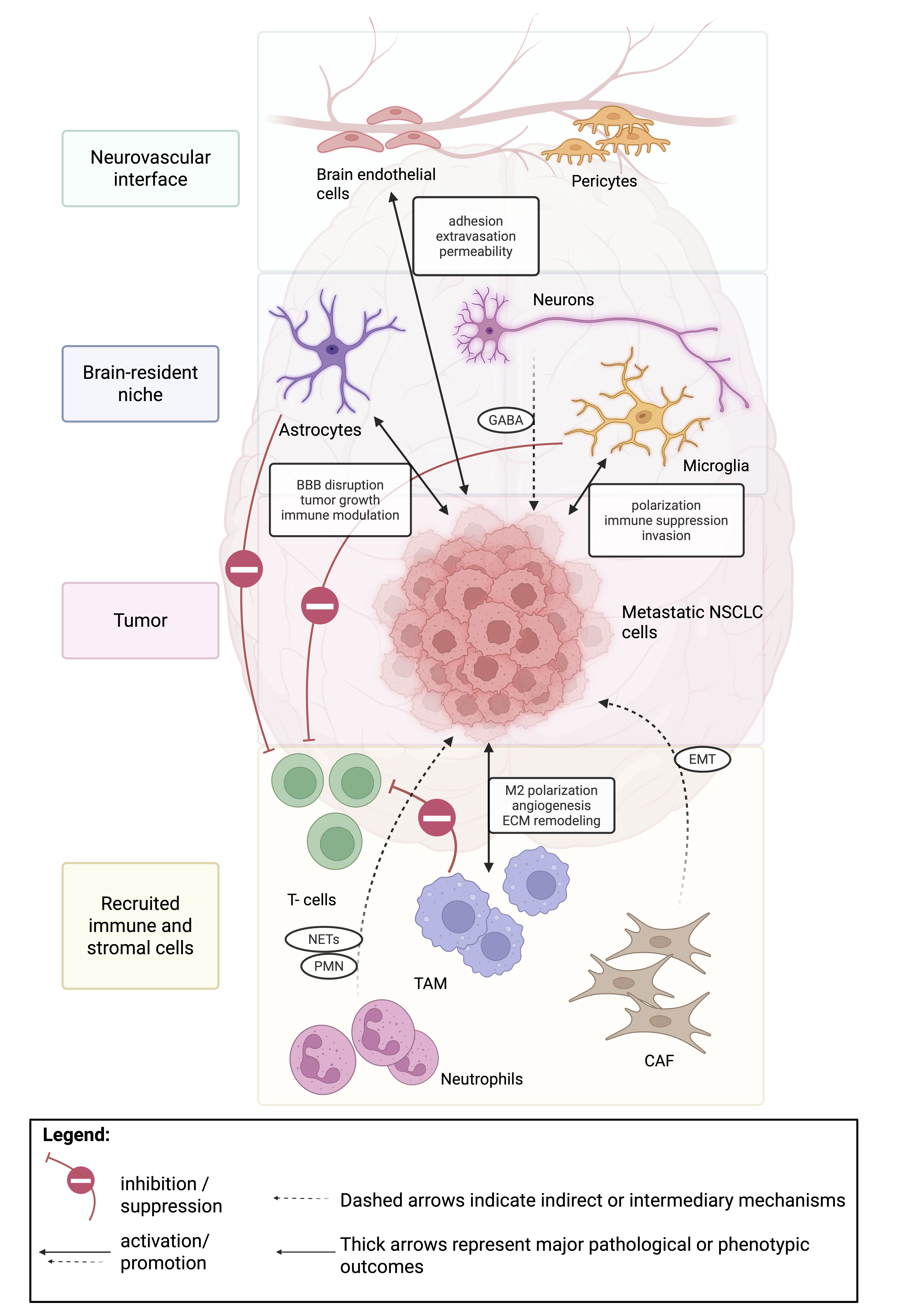 Figure illustrating interactions between metastatic non-small cell lung cancer cells and the brain microenvironment, highlighting the roles of the neurovascular niche, brain-resident cells, and recruited immune and stromal cells in promoting brain metastasis.
