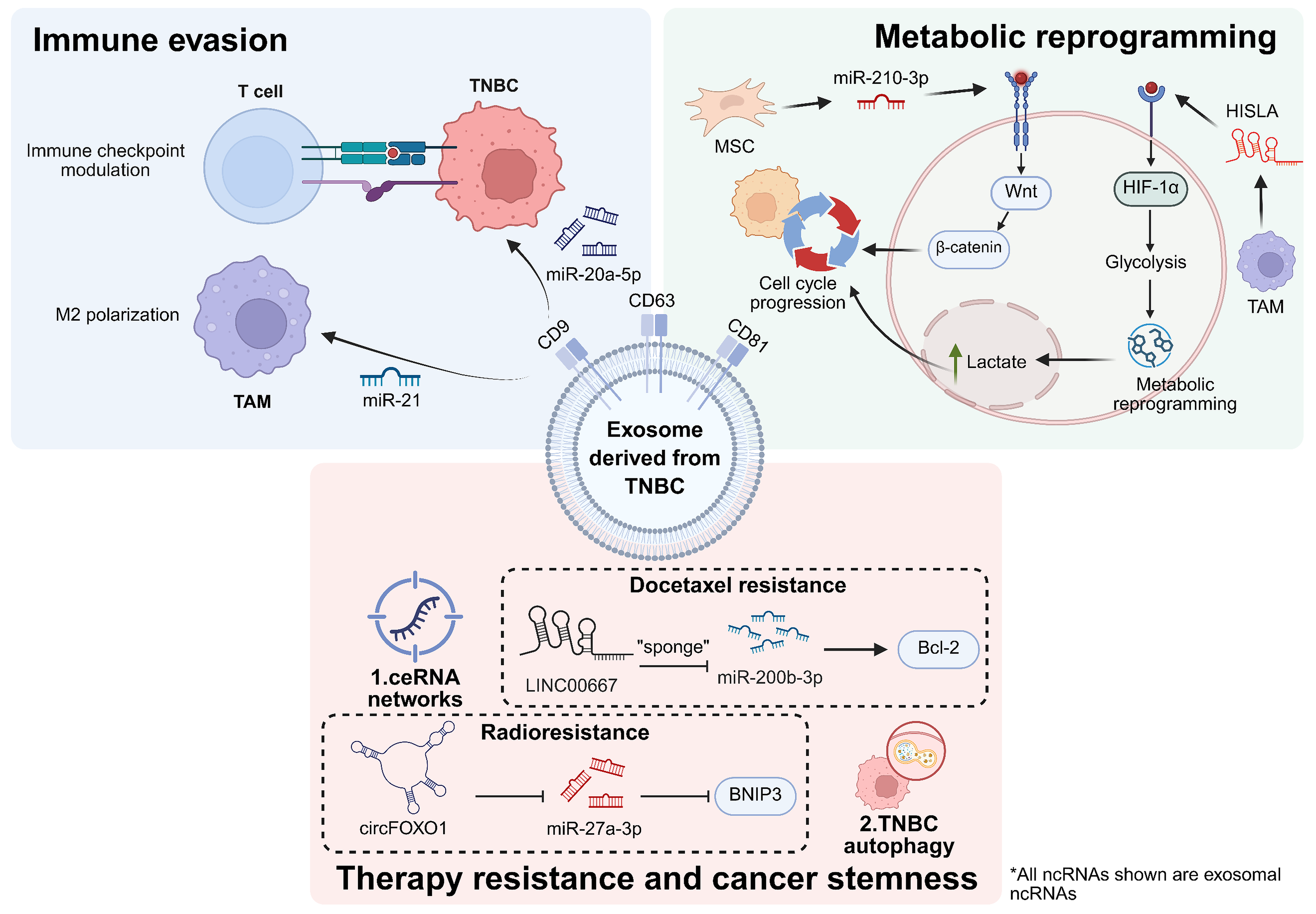 Figure illustrating how triple-negative breast cancer (TNBC)-derived exosomes promote immune evasion, metabolic reprogramming, therapy resistance, and cancer stemness through the transfer of non-coding RNAs and modulation of signaling pathways.