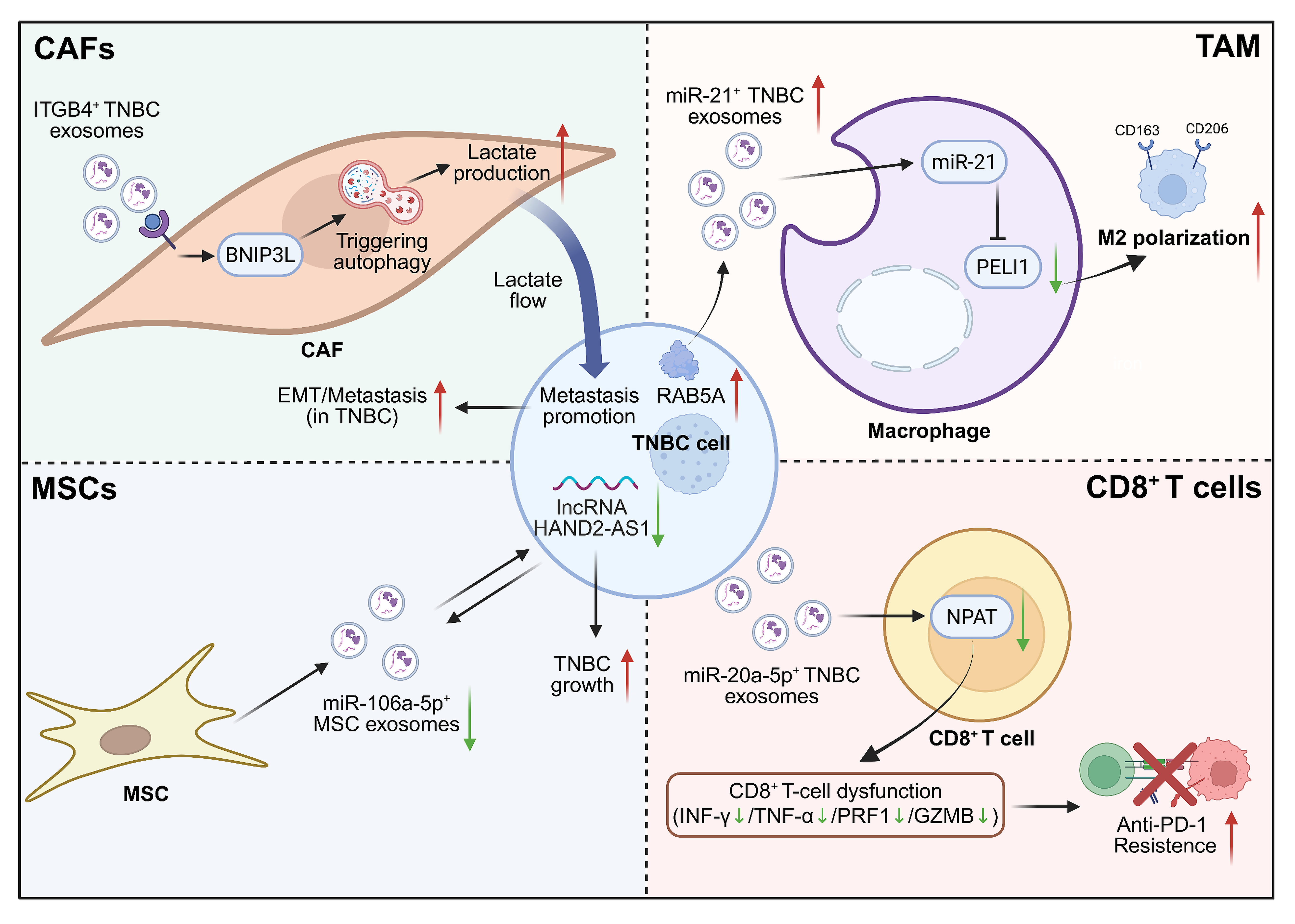 Figure illustrating how exosome-mediated communication between triple-negative breast cancer cells and stromal or immune cells, including cancer-associated fibroblasts, macrophages, mesenchymal stem cells, and CD8⁺ T cells, promotes metastasis, immune suppression, and resistance to anti-PD-1 therapy.