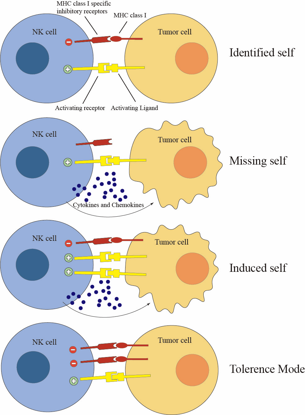 Figure illustrating the mechanisms by which natural killer (NK) cells distinguish healthy from malignant cells through identified self, missing self, induced self, and tolerance modes, thereby regulating tumor cell recognition and immune responses.