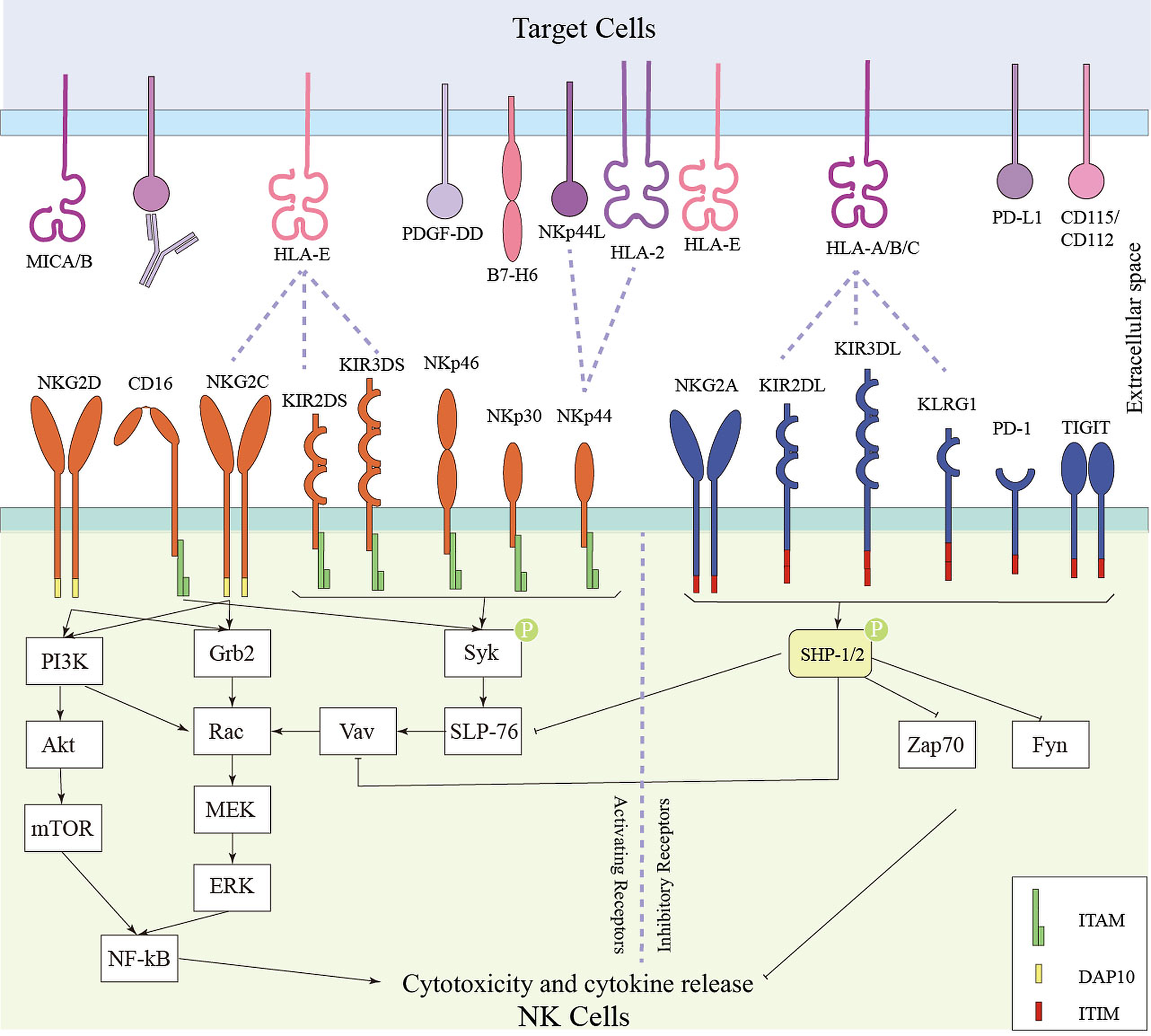 Figure illustrating the balance between activating and inhibitory receptors regulating natural killer (NK) cell recognition of target cells, and the downstream signaling pathways controlling NK cell cytotoxicity and cytokine release.