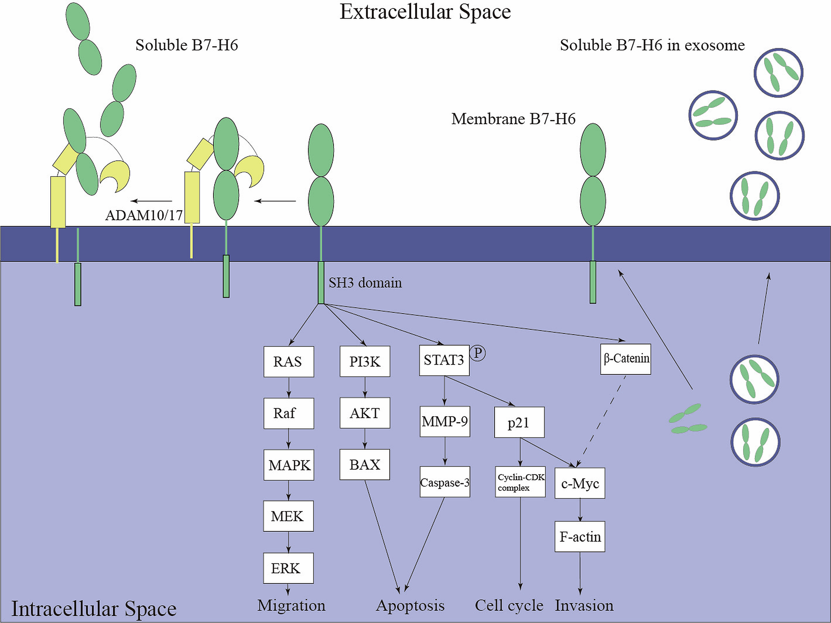 Figure illustrating membrane-bound, soluble, and exosome-associated B7-H6 and their roles in regulating intracellular signaling pathways that influence tumor cell migration, apoptosis, cell cycle progression, and invasion.