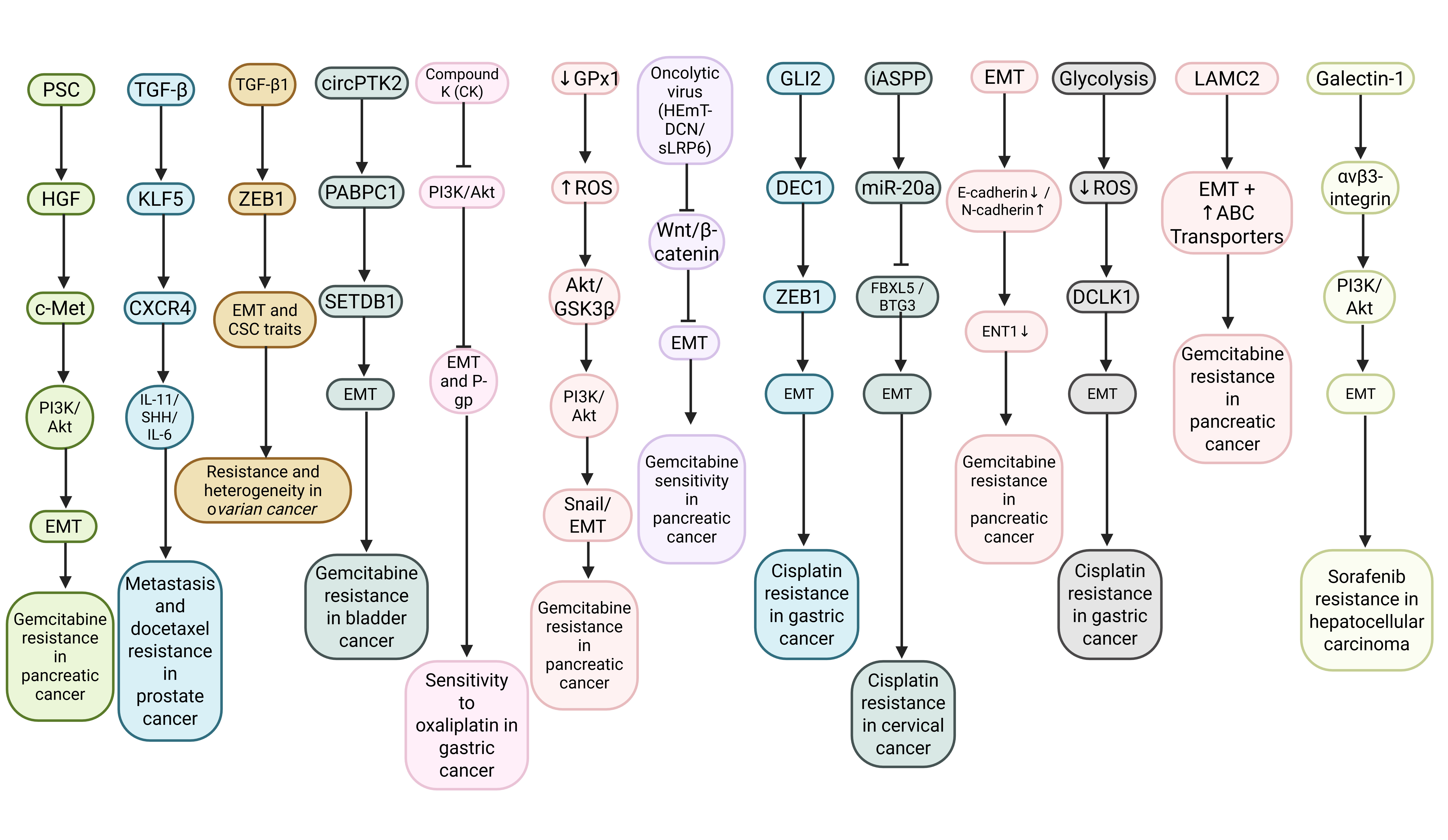 Diagram of epithelial–mesenchymal transition–driven drug resistance networks in cancer
