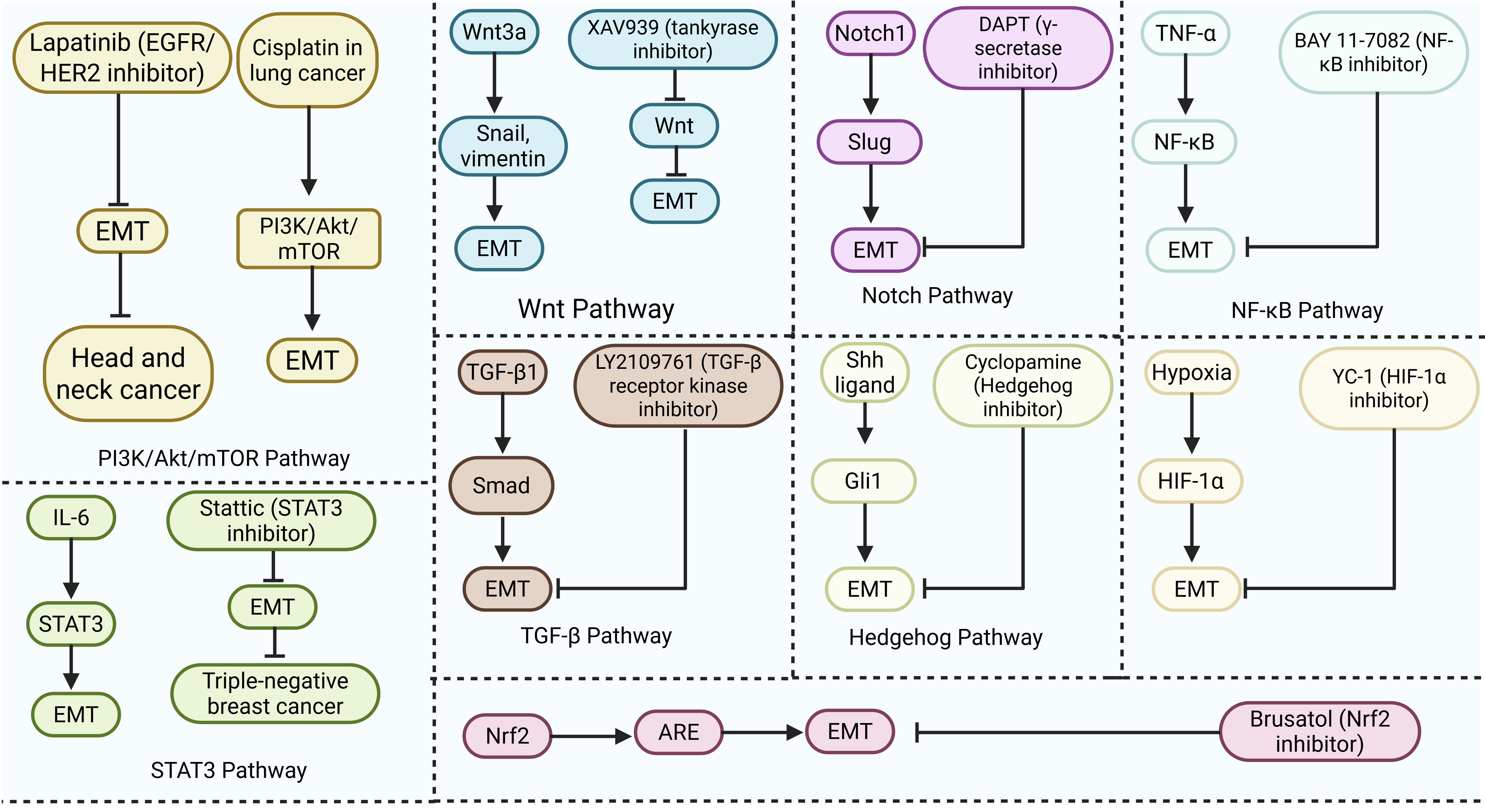 The complicated networks of factors regulating EMT in cancer. 