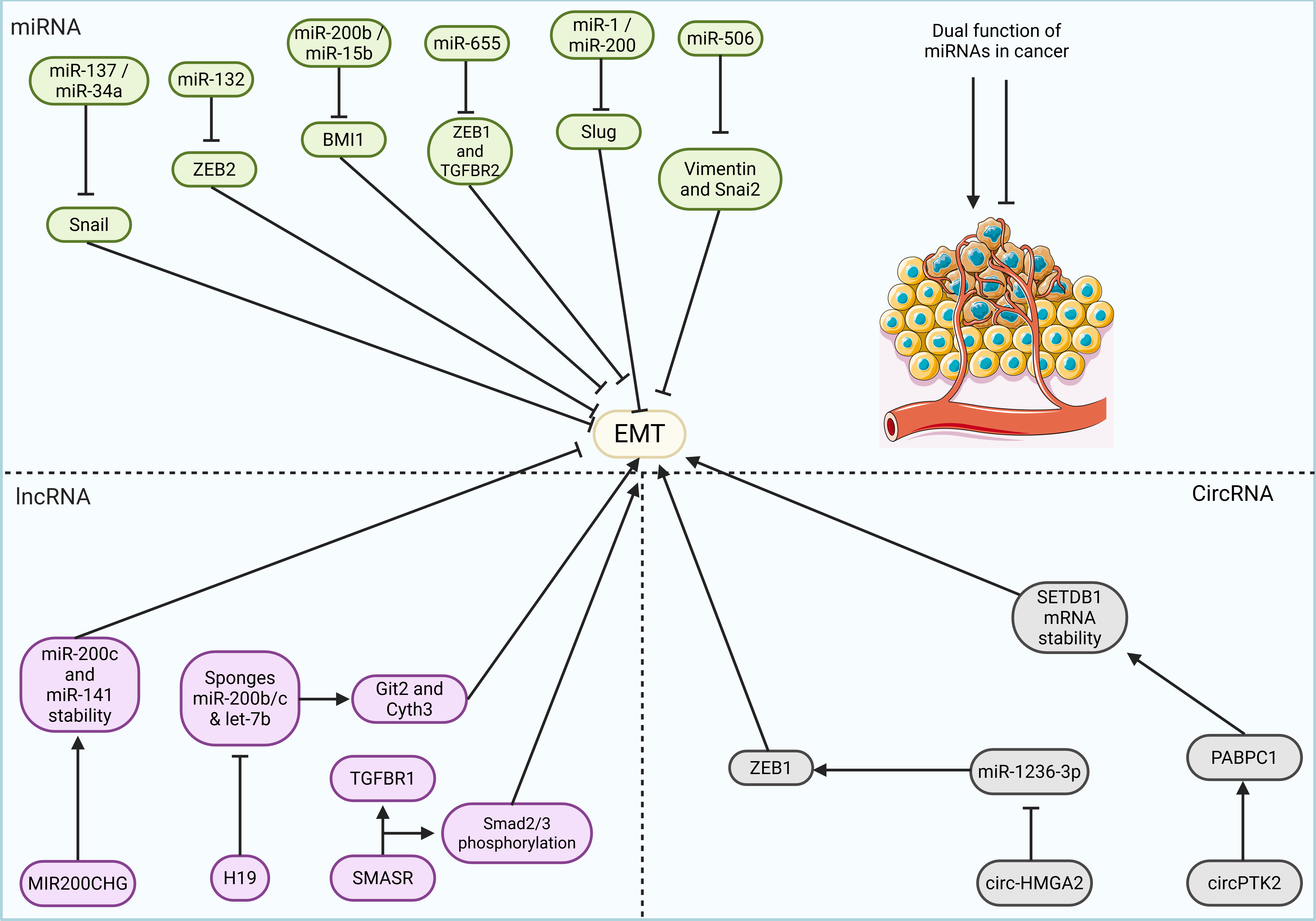 Schematic illustration of non-coding RNA-mediated regulation of EMT in cancer. 