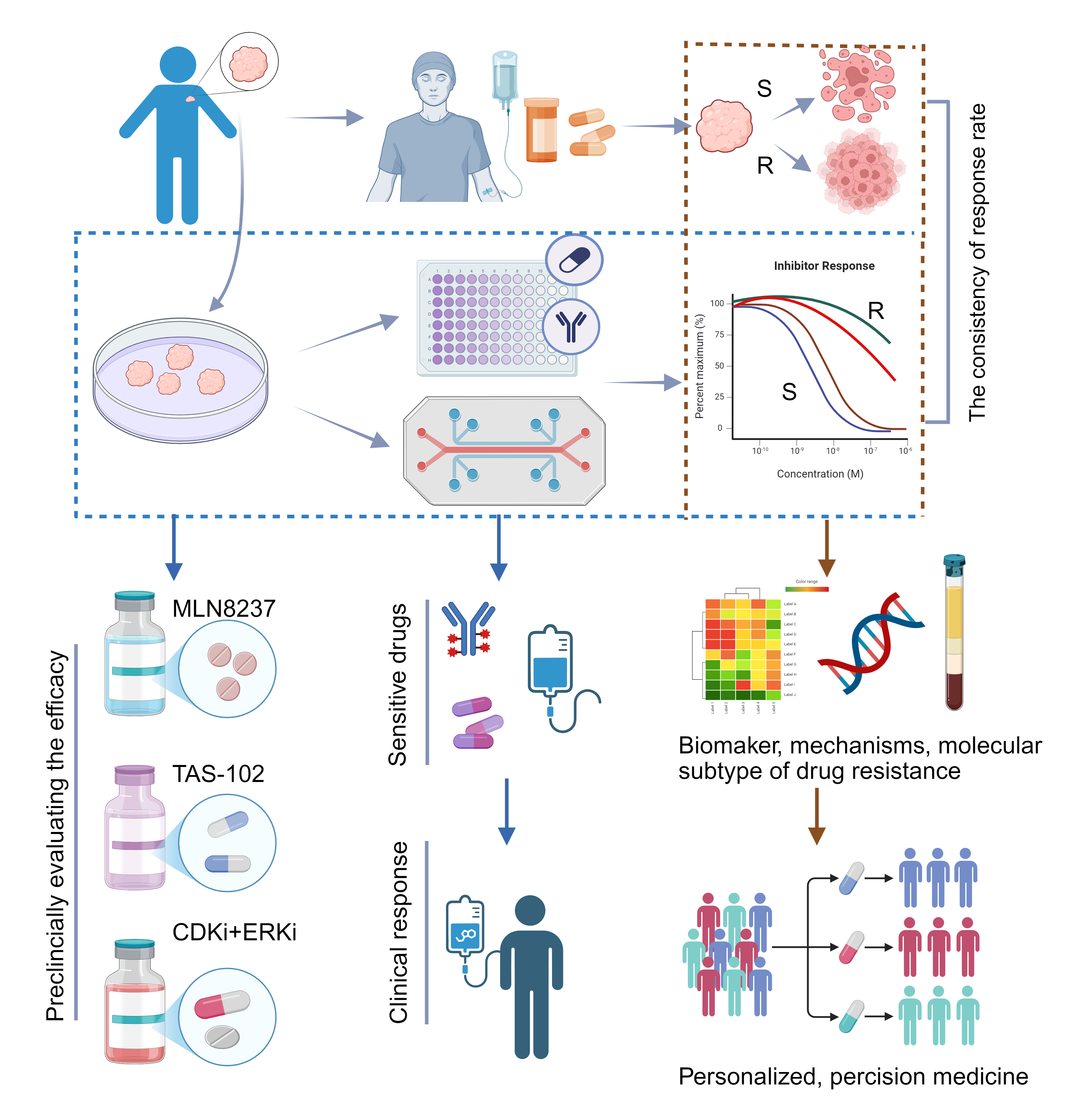 Diagram of how patient-derived organoids are used in clinical trials for drug resistance