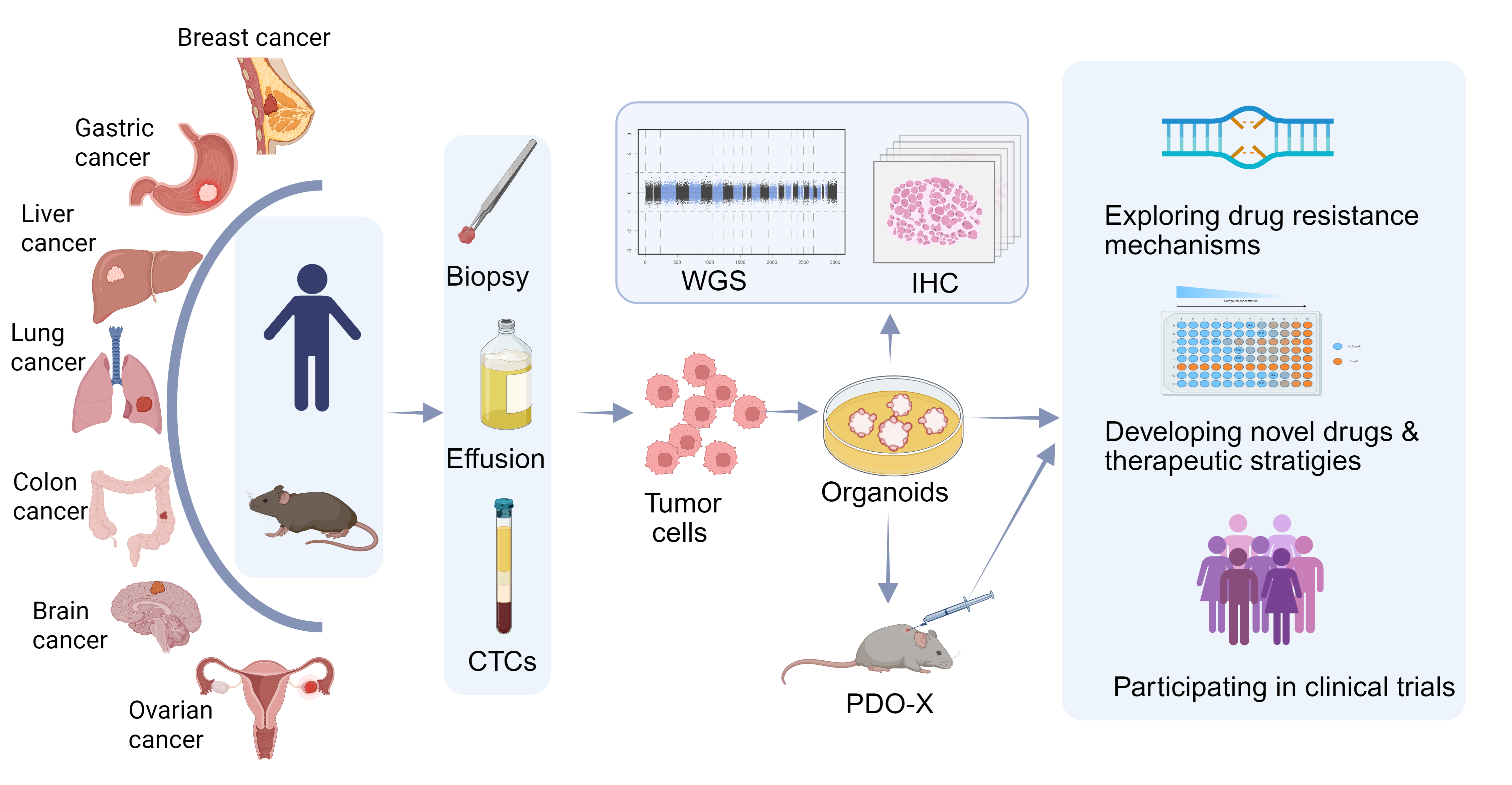 Overview of Organoid Construction and Its Application in Tumor Drug Resistance.