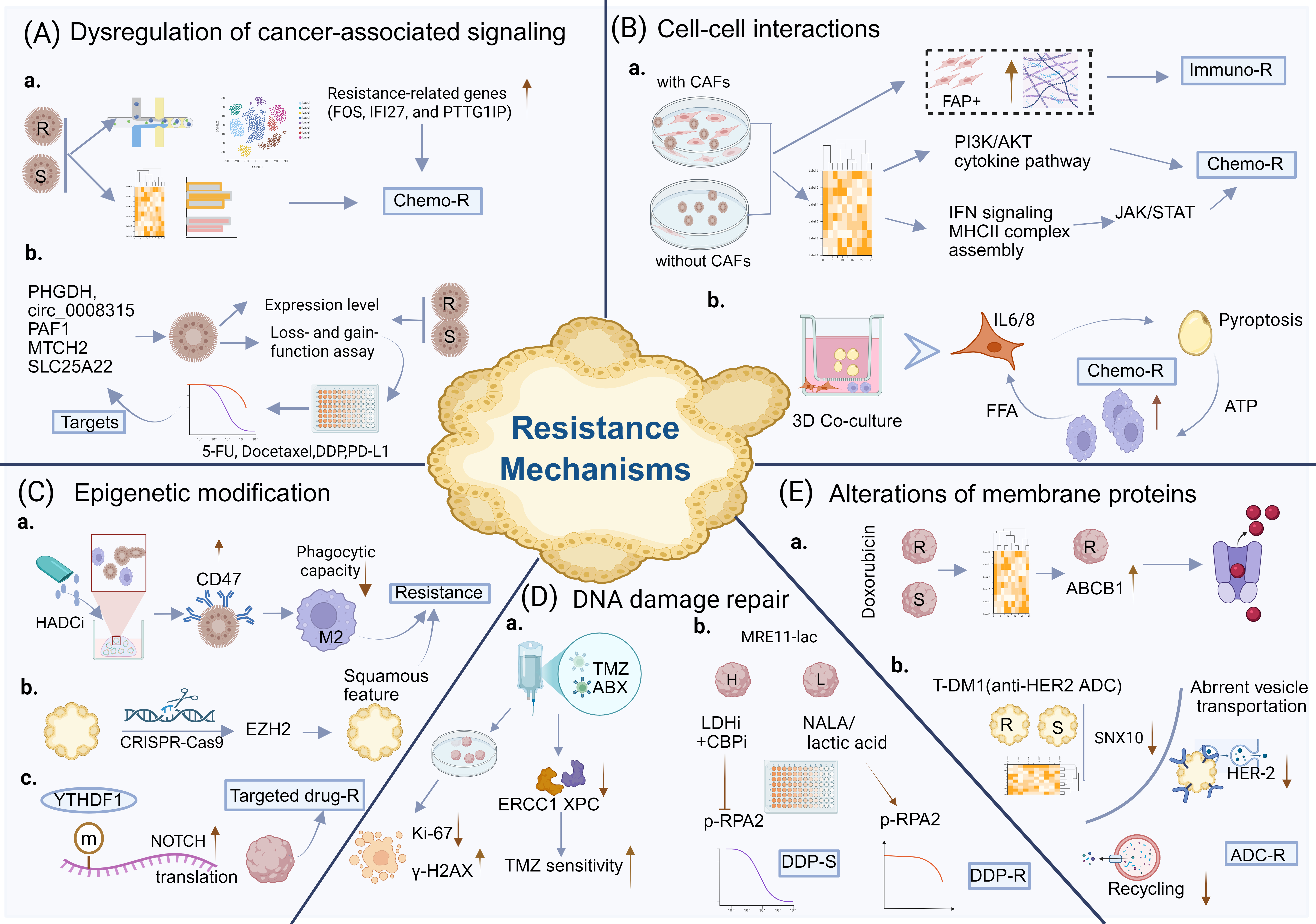 The roles of organoids in research on drug resistance mechanisms. 