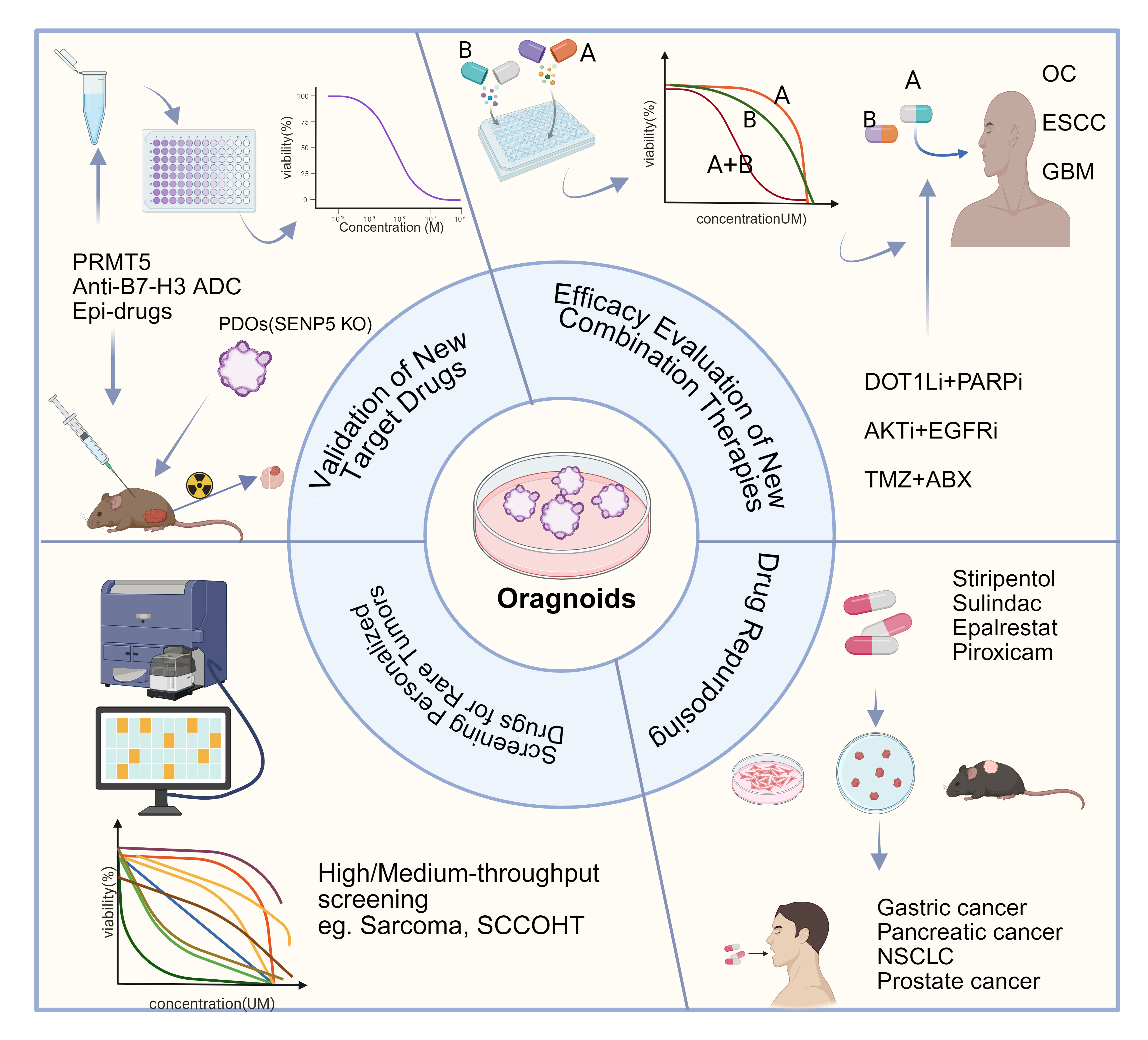 Organoids bridge the gap between target discovery in basic research and the clinical application of targeted therapies, serving as reliable models for validating novel agents